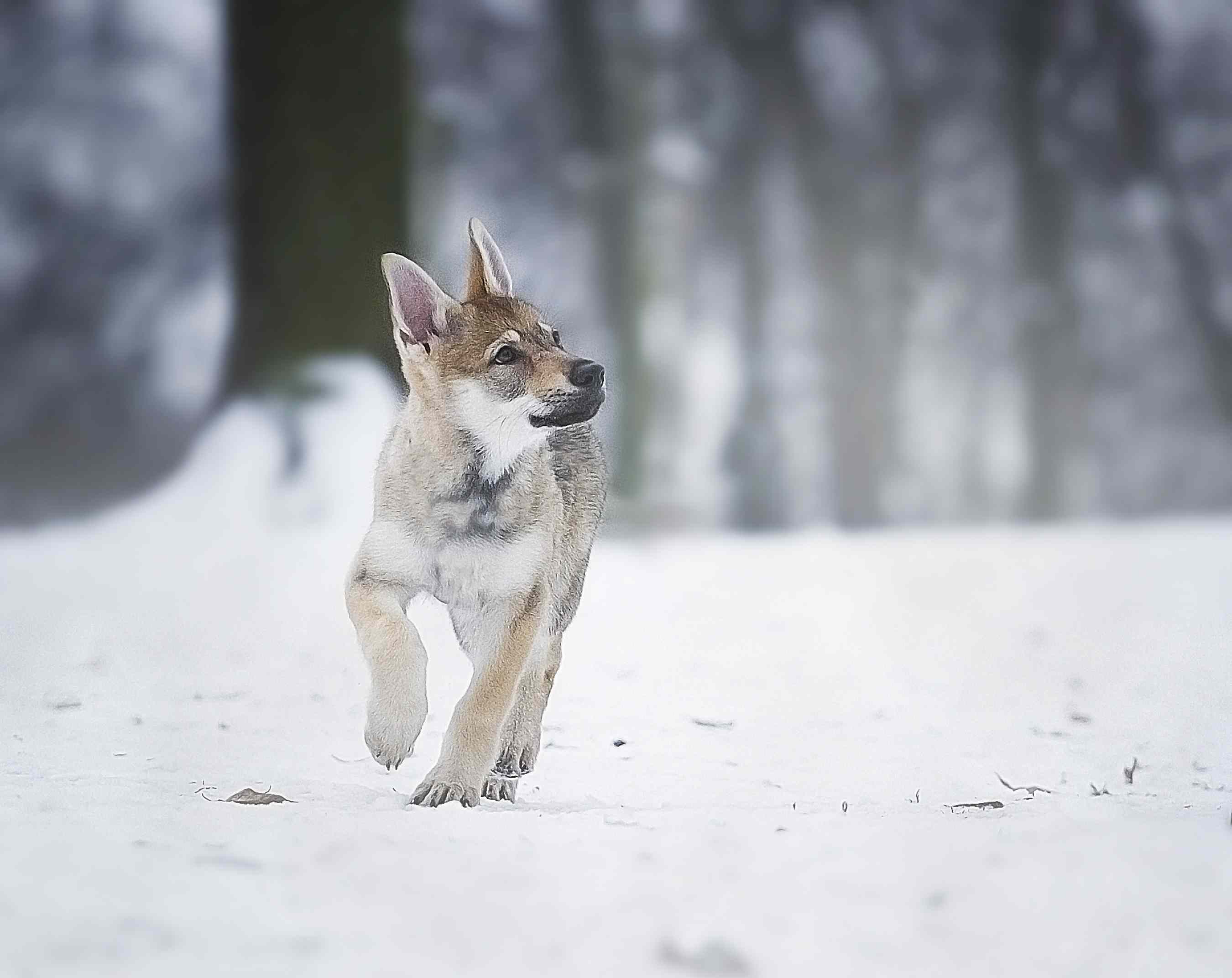 Czechoslovakian Vlcak (Czech Wolfdog): Breed Profile, Care & Adoption Guide