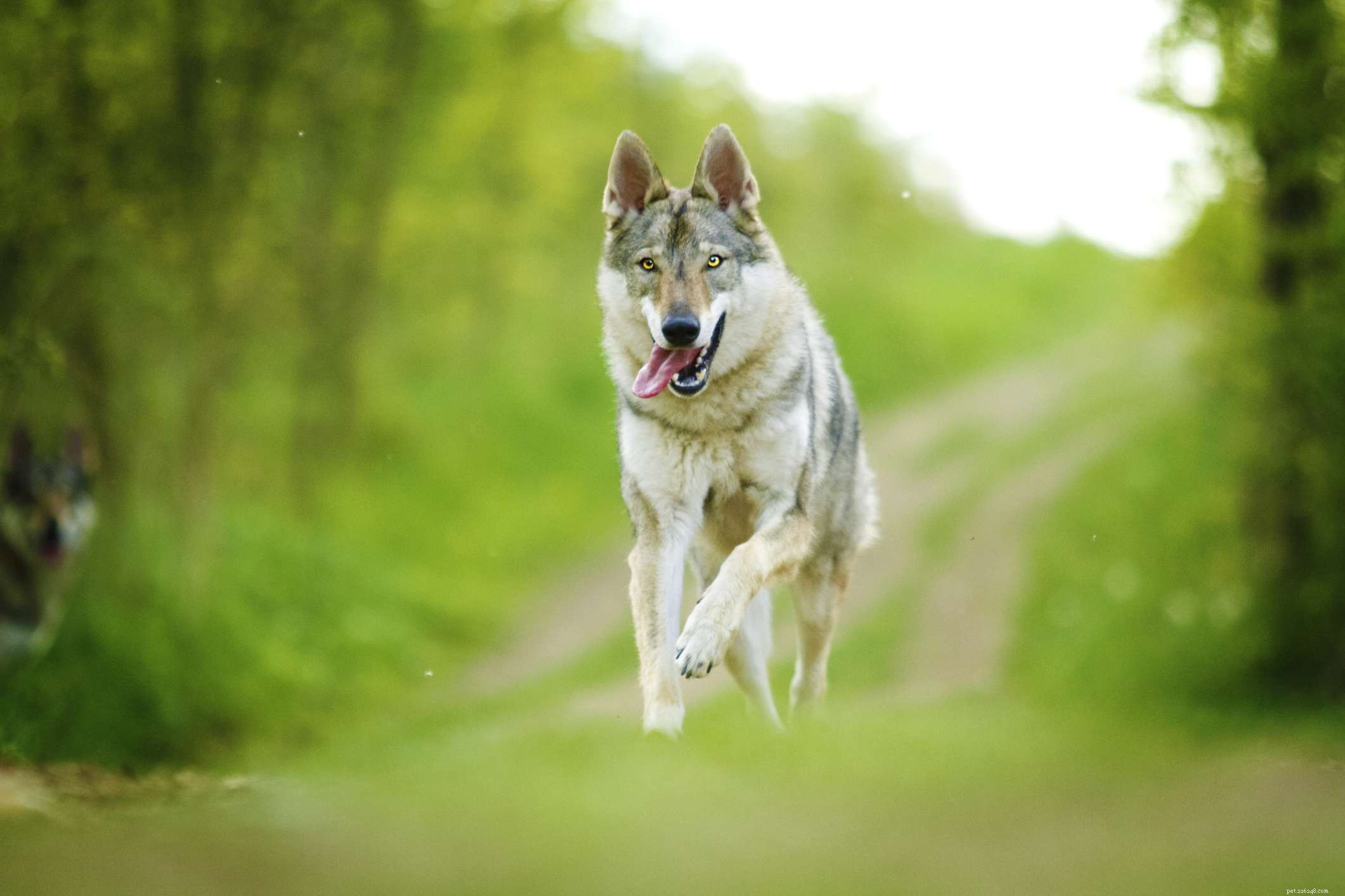 Czechoslovakian Vlcak (Czech Wolfdog): Breed Profile, Care & Adoption Guide
