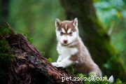 Czechoslovakian Vlcak (Czech Wolfdog): Breed Profile, Care & Adoption Guide