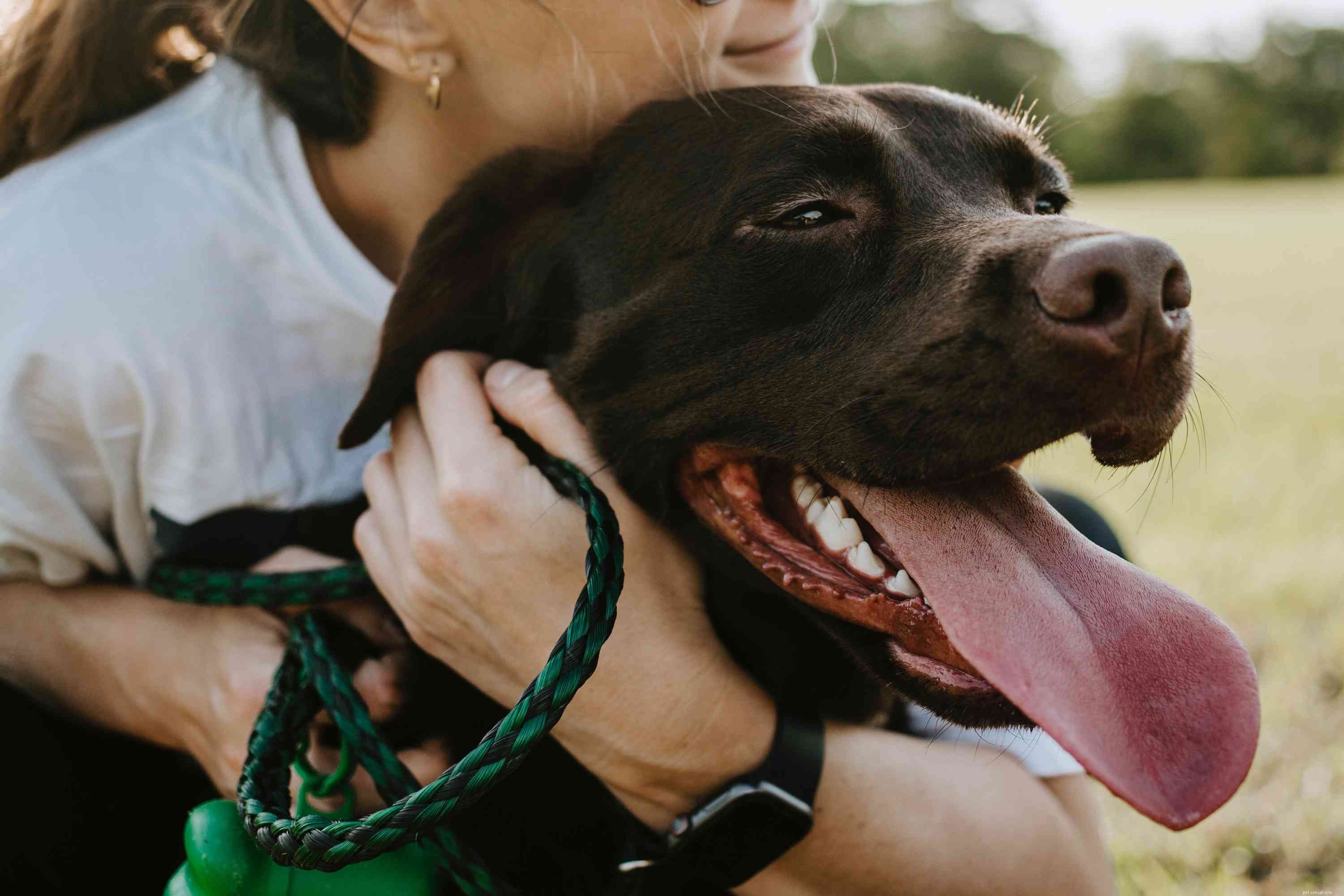 10 Common Human Habits That Irritate Your Dog