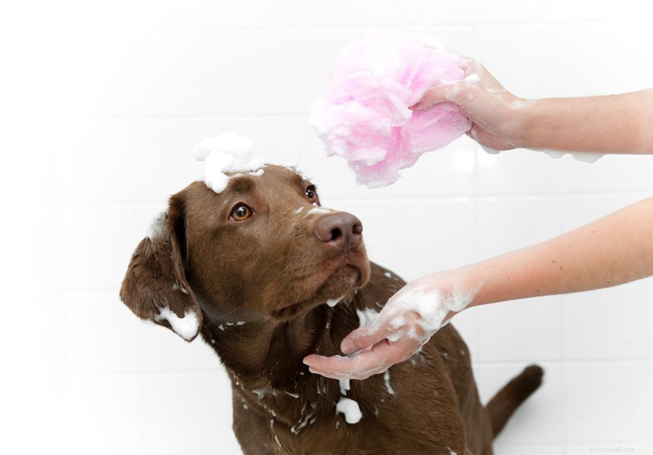10 Common Human Habits That Irritate Your Dog