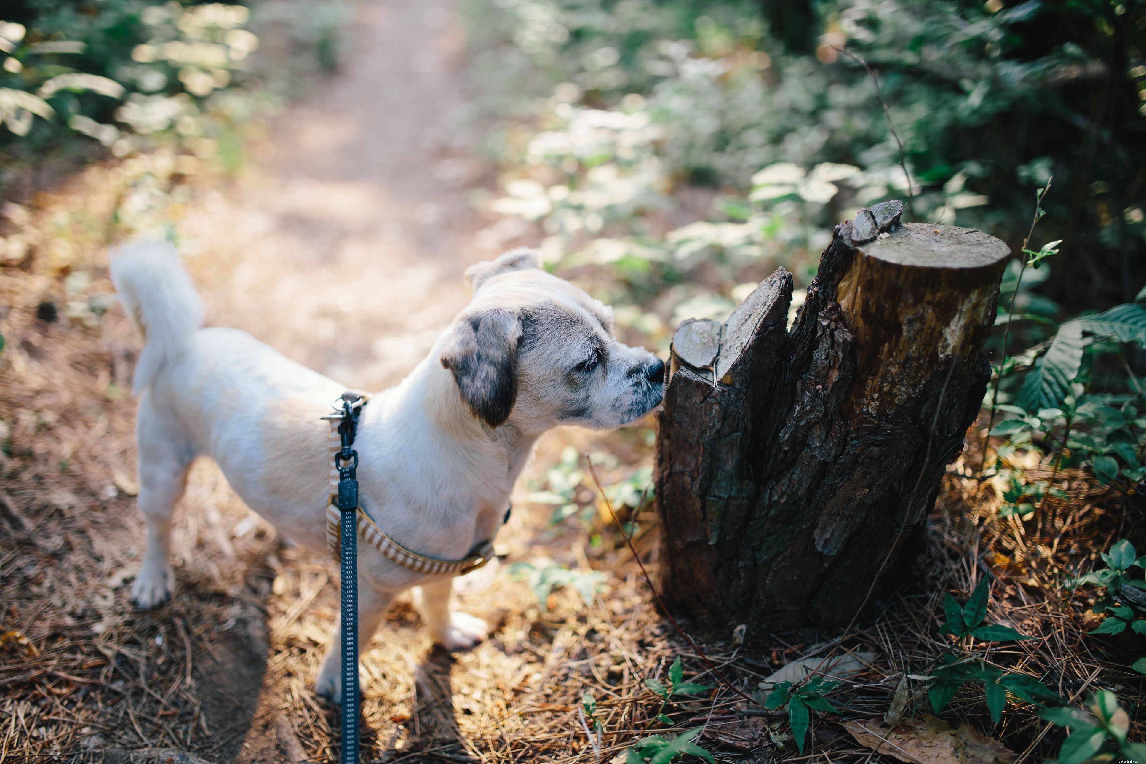 10 Common Human Habits That Irritate Your Dog