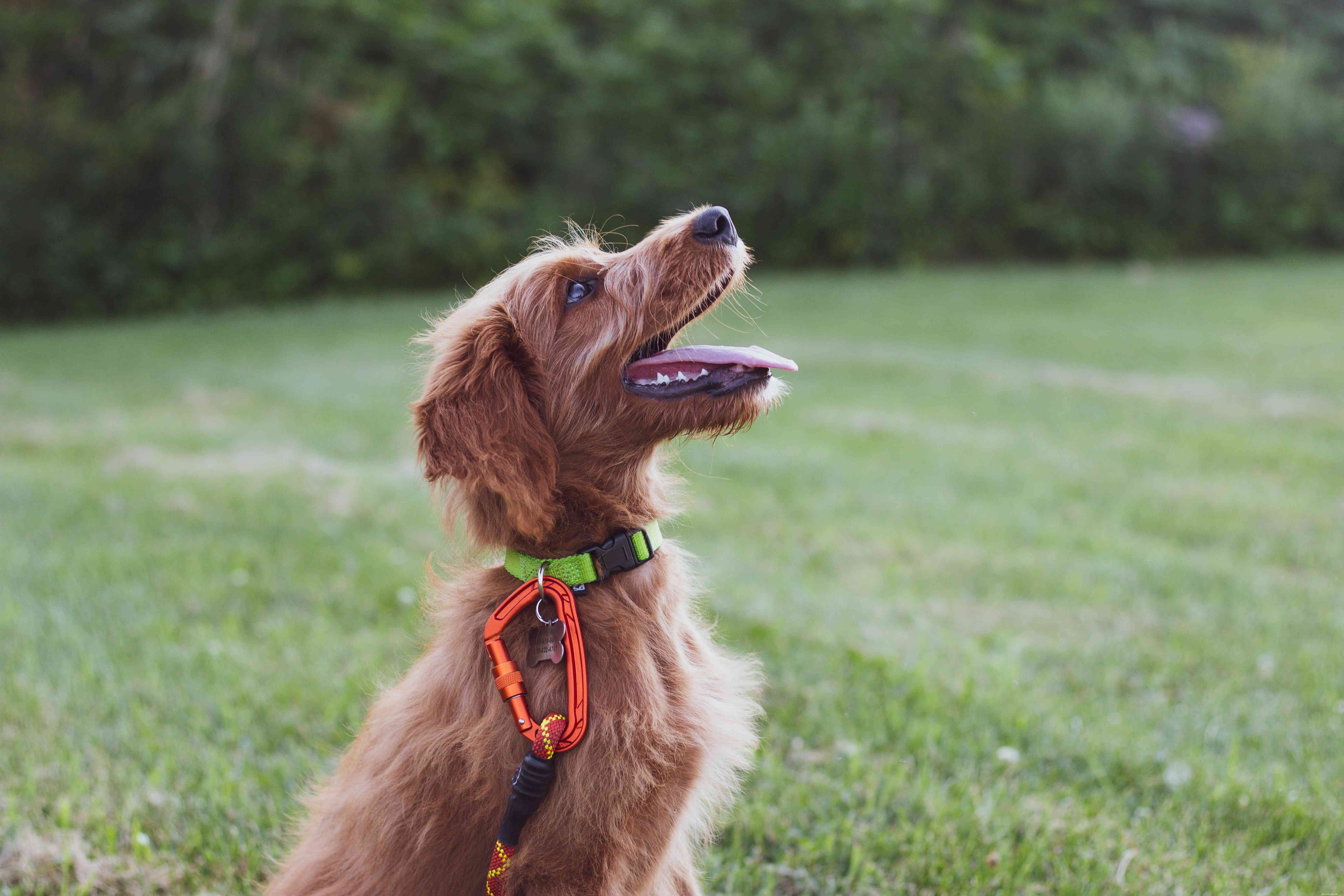 10 Common Human Habits That Irritate Your Dog