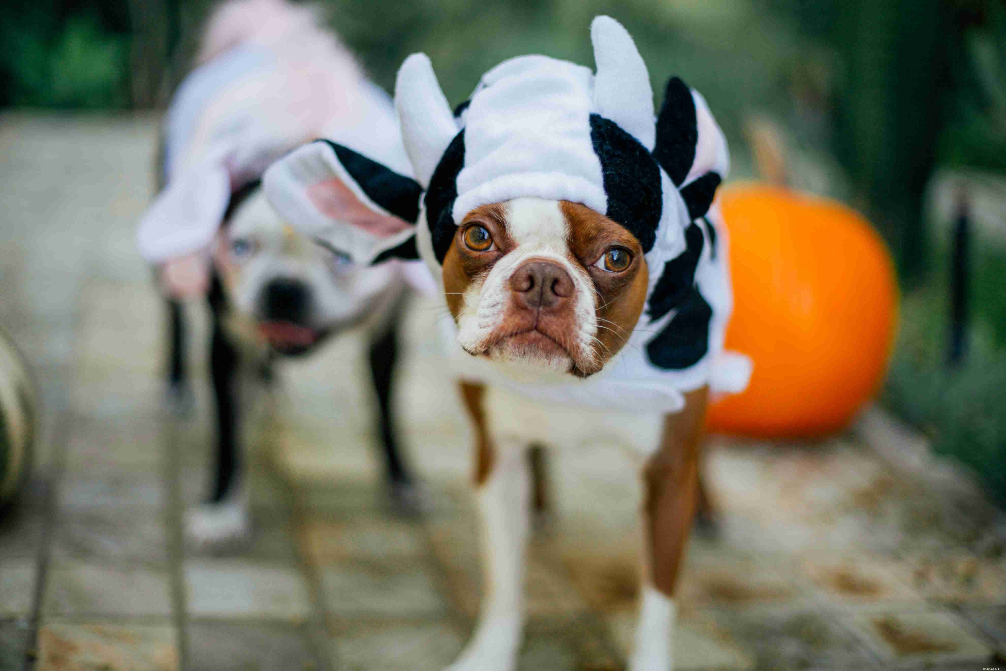 10 Common Human Habits That Irritate Your Dog