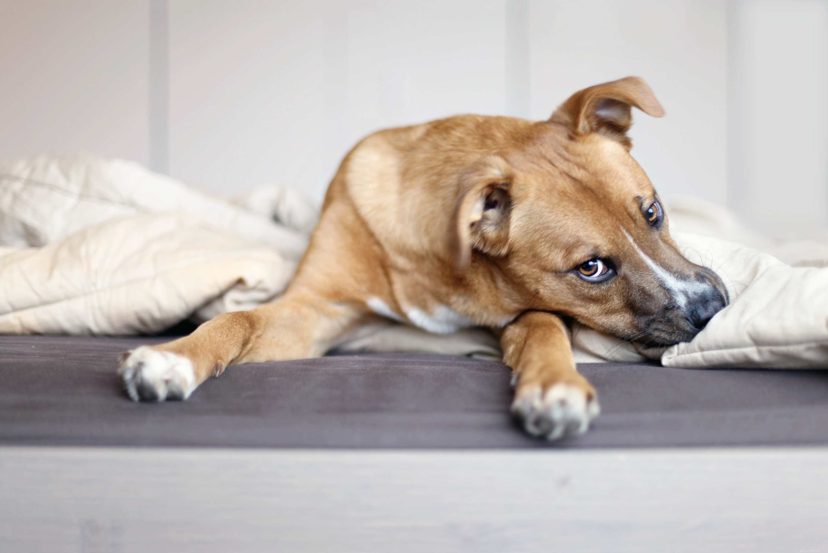 10 Common Human Habits That Irritate Your Dog