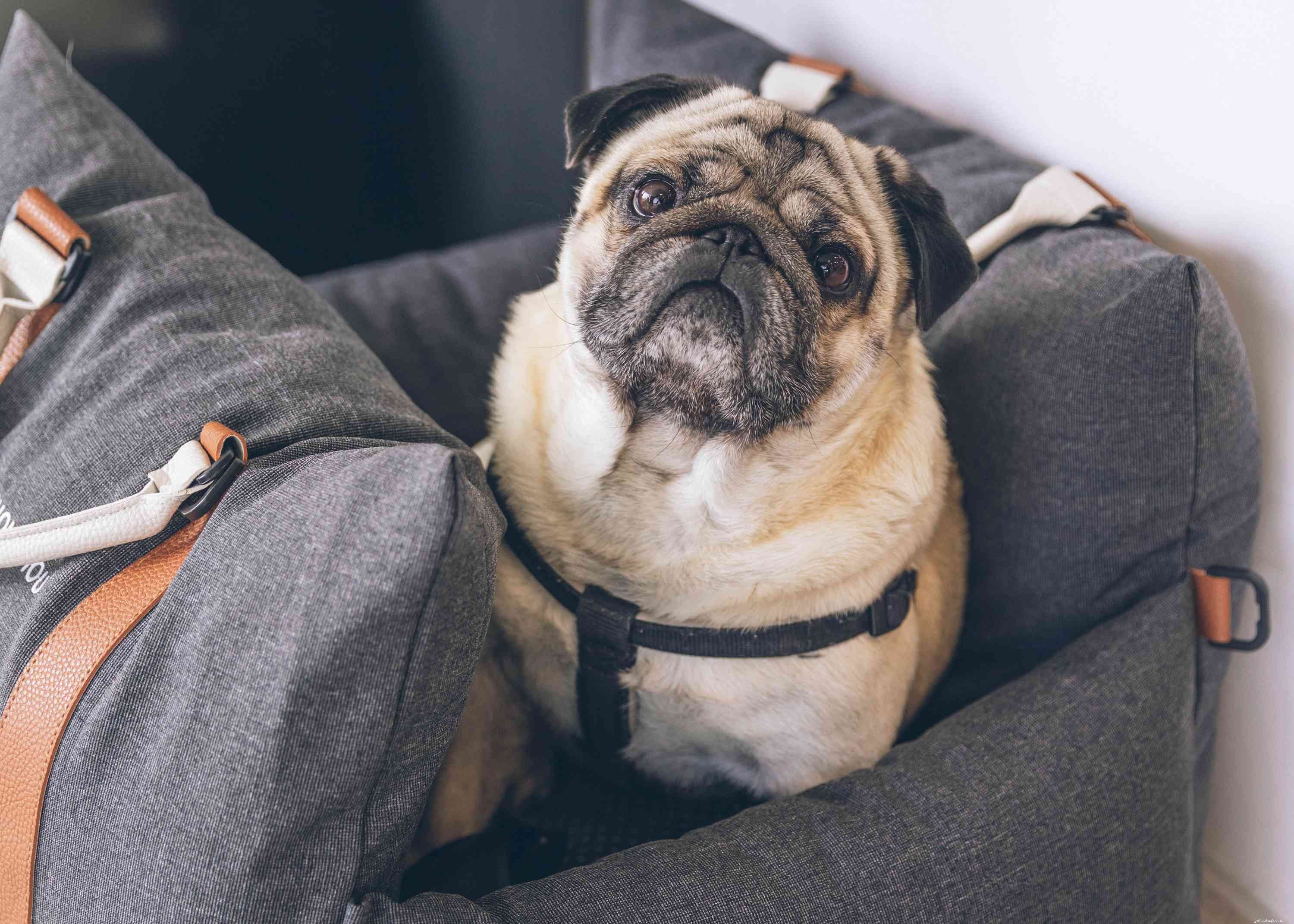 10 Common Human Habits That Irritate Your Dog