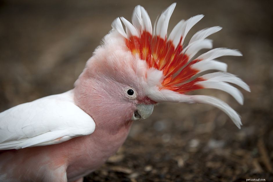 Top 10 Pet Cockatoo Species: A Comprehensive Guide