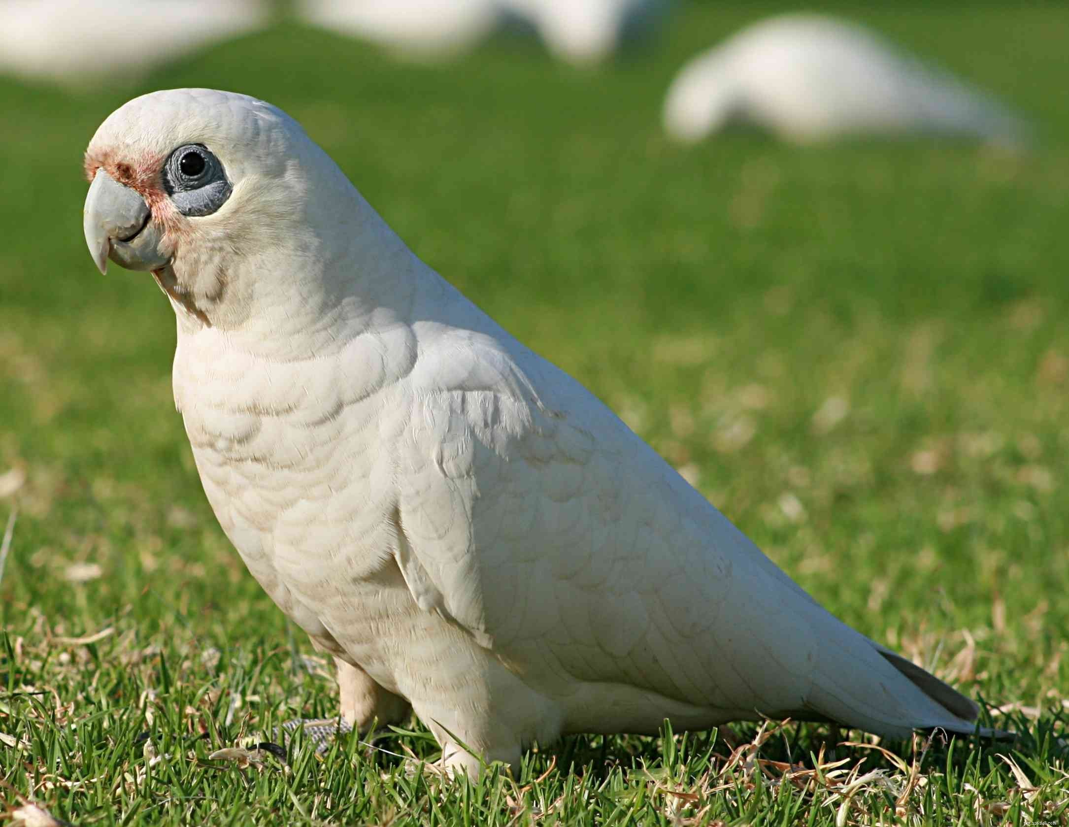 Top 10 Pet Cockatoo Species: A Comprehensive Guide