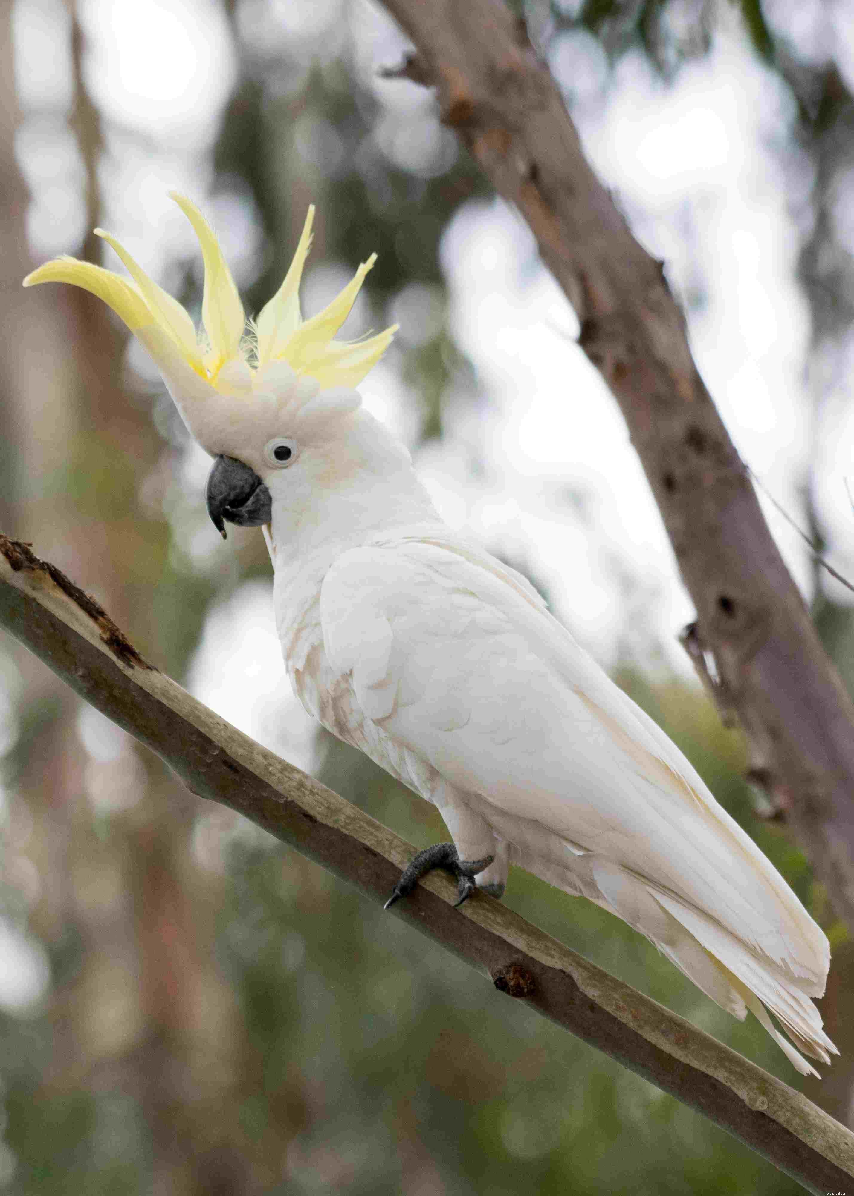 Top 10 Pet Cockatoo Species: A Comprehensive Guide