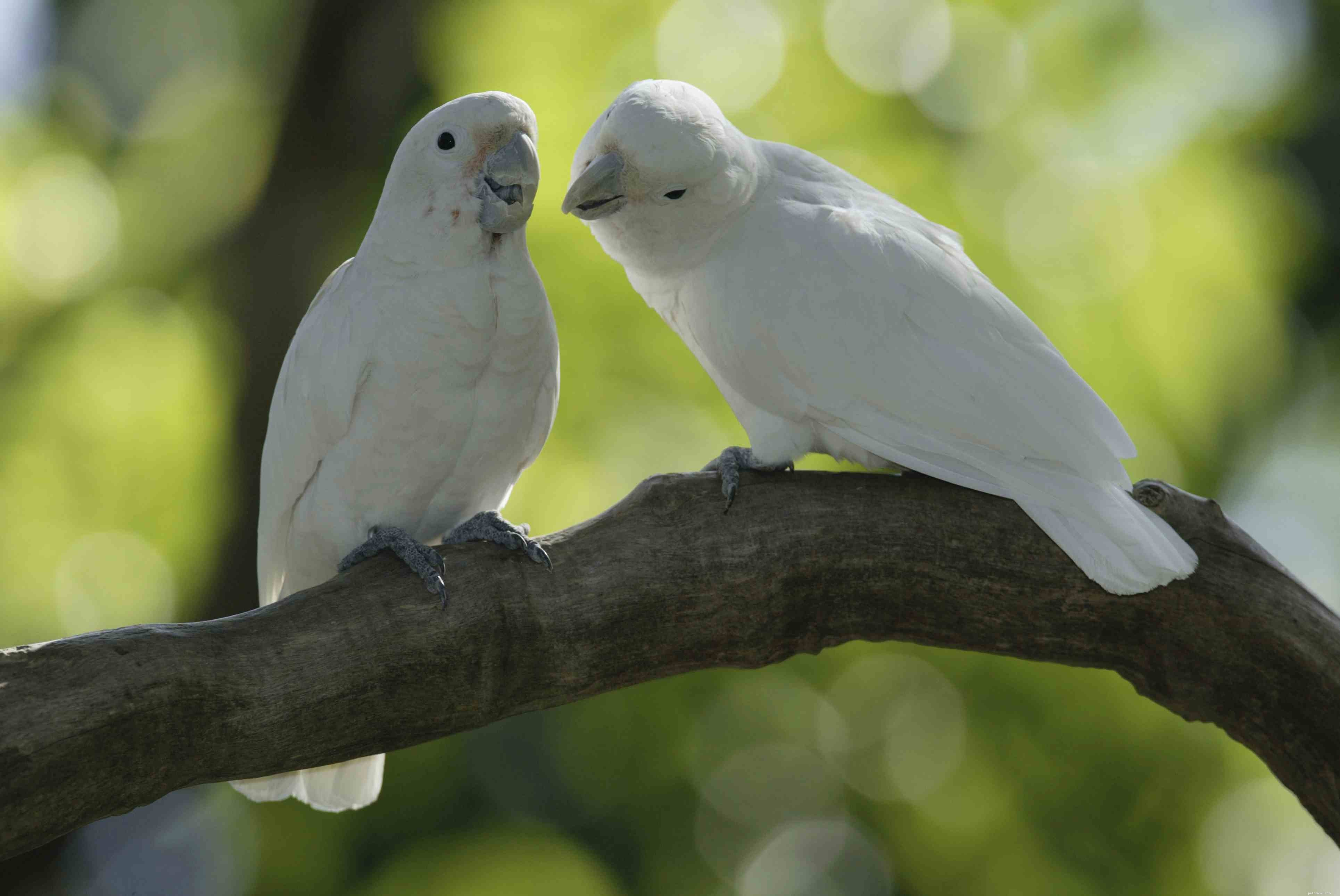 Top 10 Pet Cockatoo Species: A Comprehensive Guide