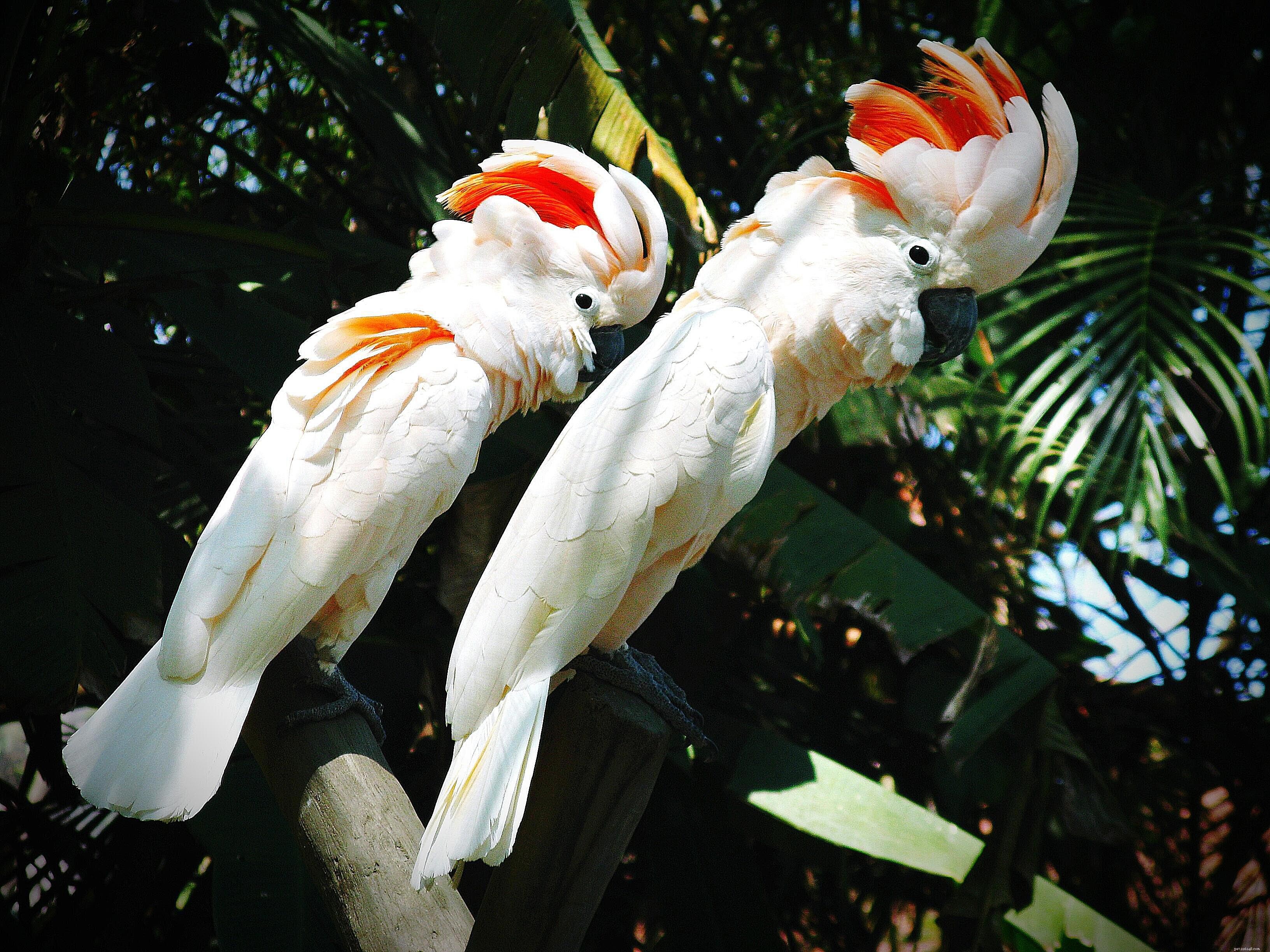 Top 10 Pet Cockatoo Species: A Comprehensive Guide