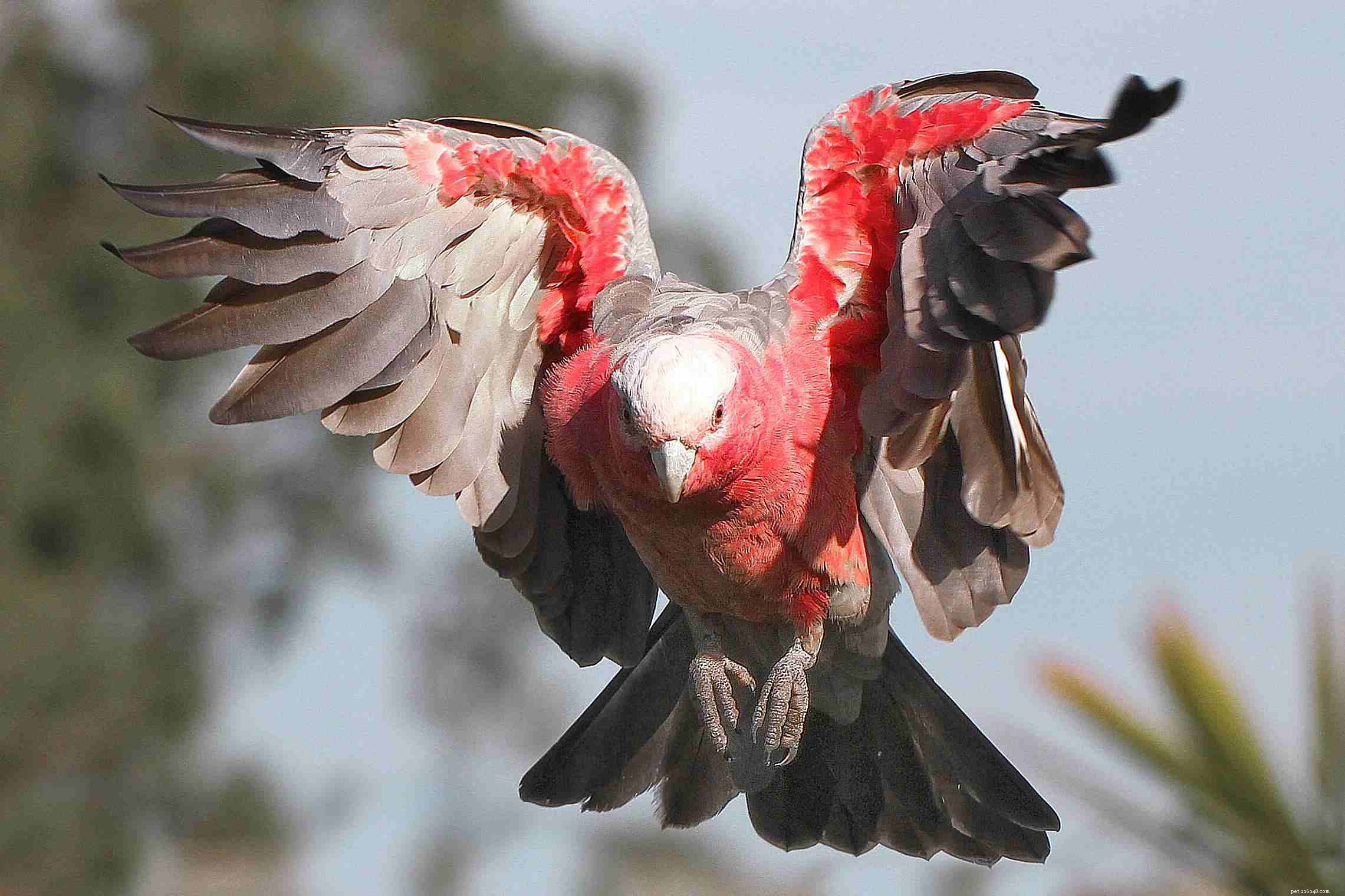 Top 10 Pet Cockatoo Species: A Comprehensive Guide