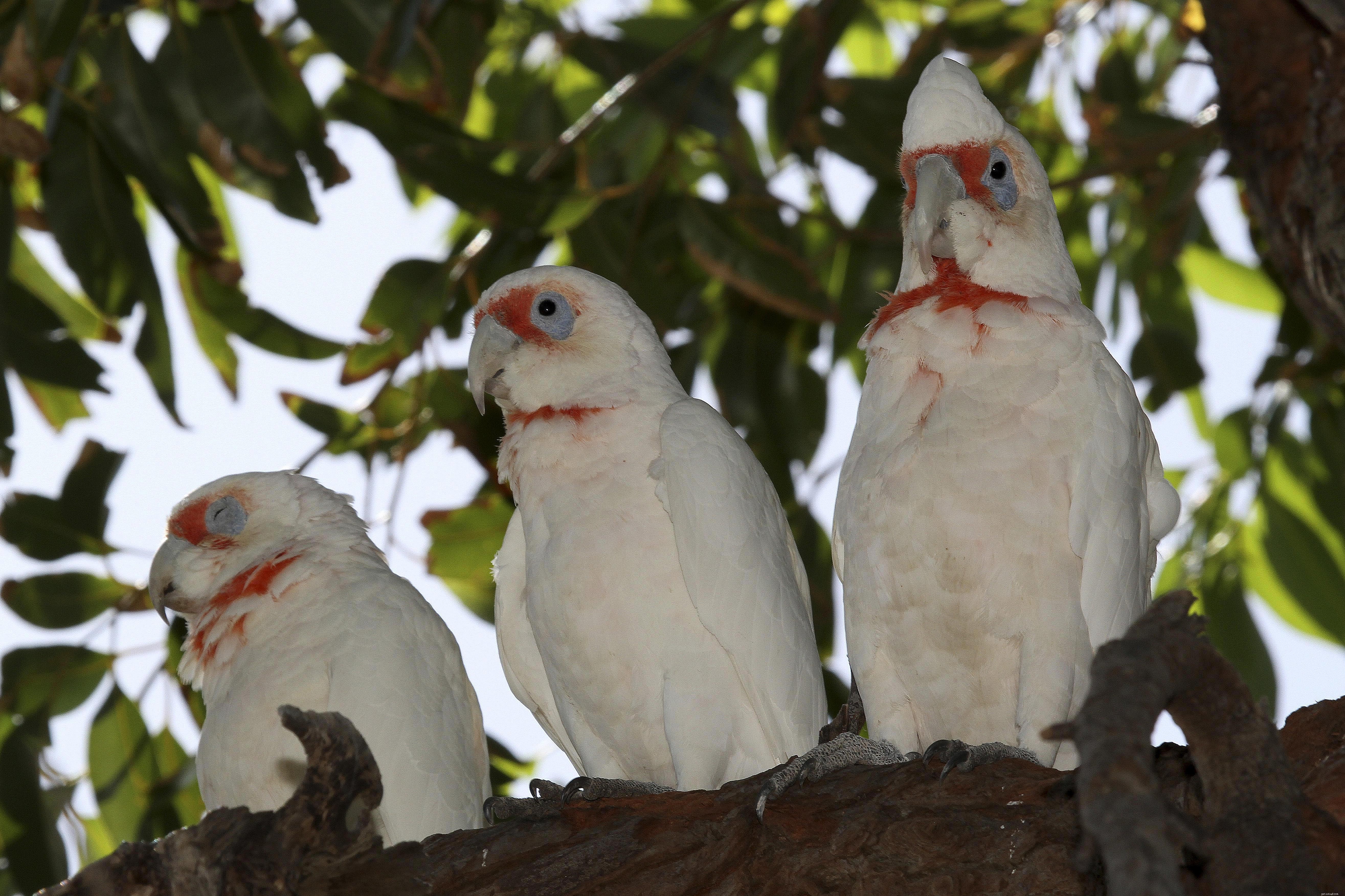 Top 10 Pet Cockatoo Species: A Comprehensive Guide