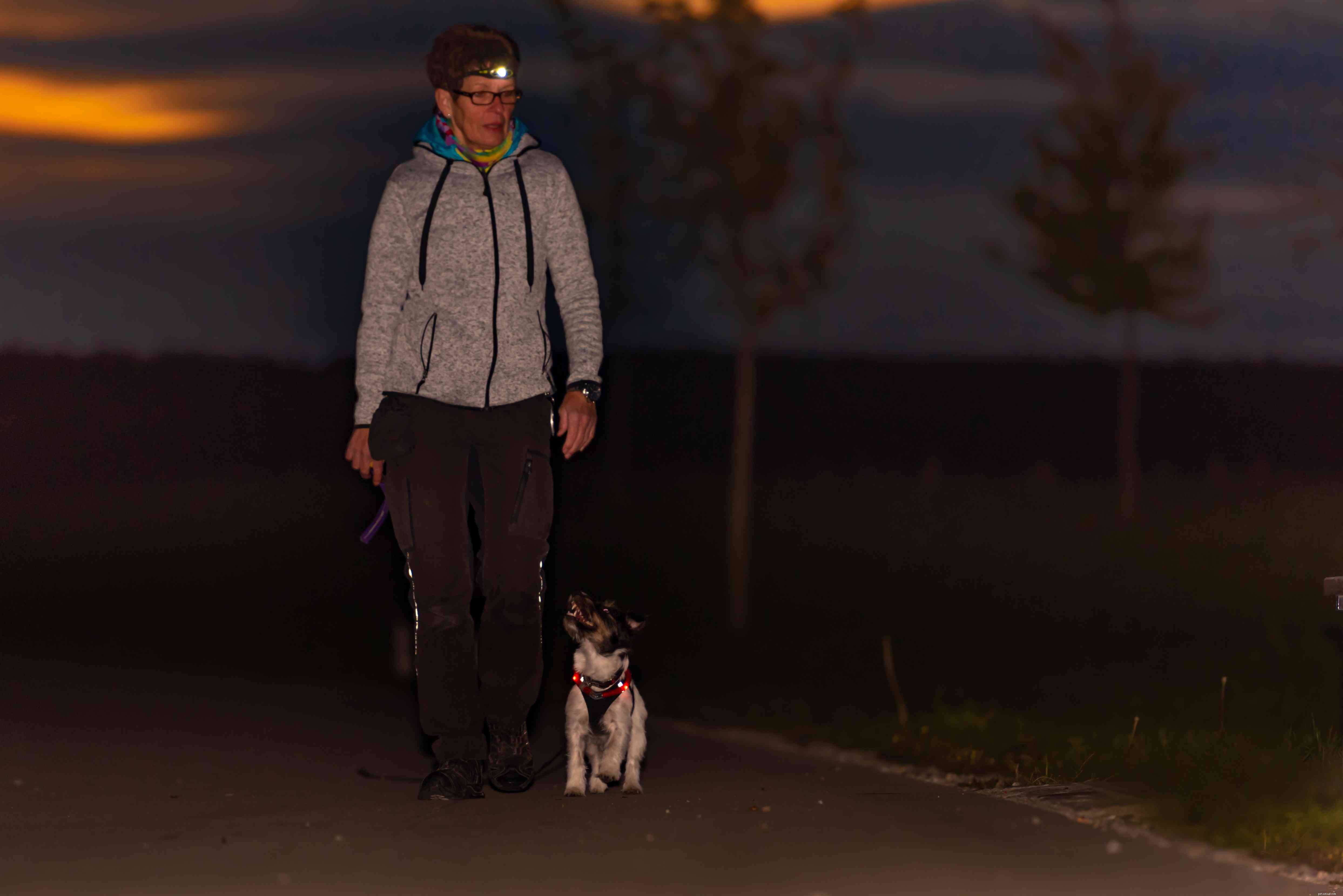 7 Proven Strategies to Keep Your Dog Safe on Winter Night Walks
