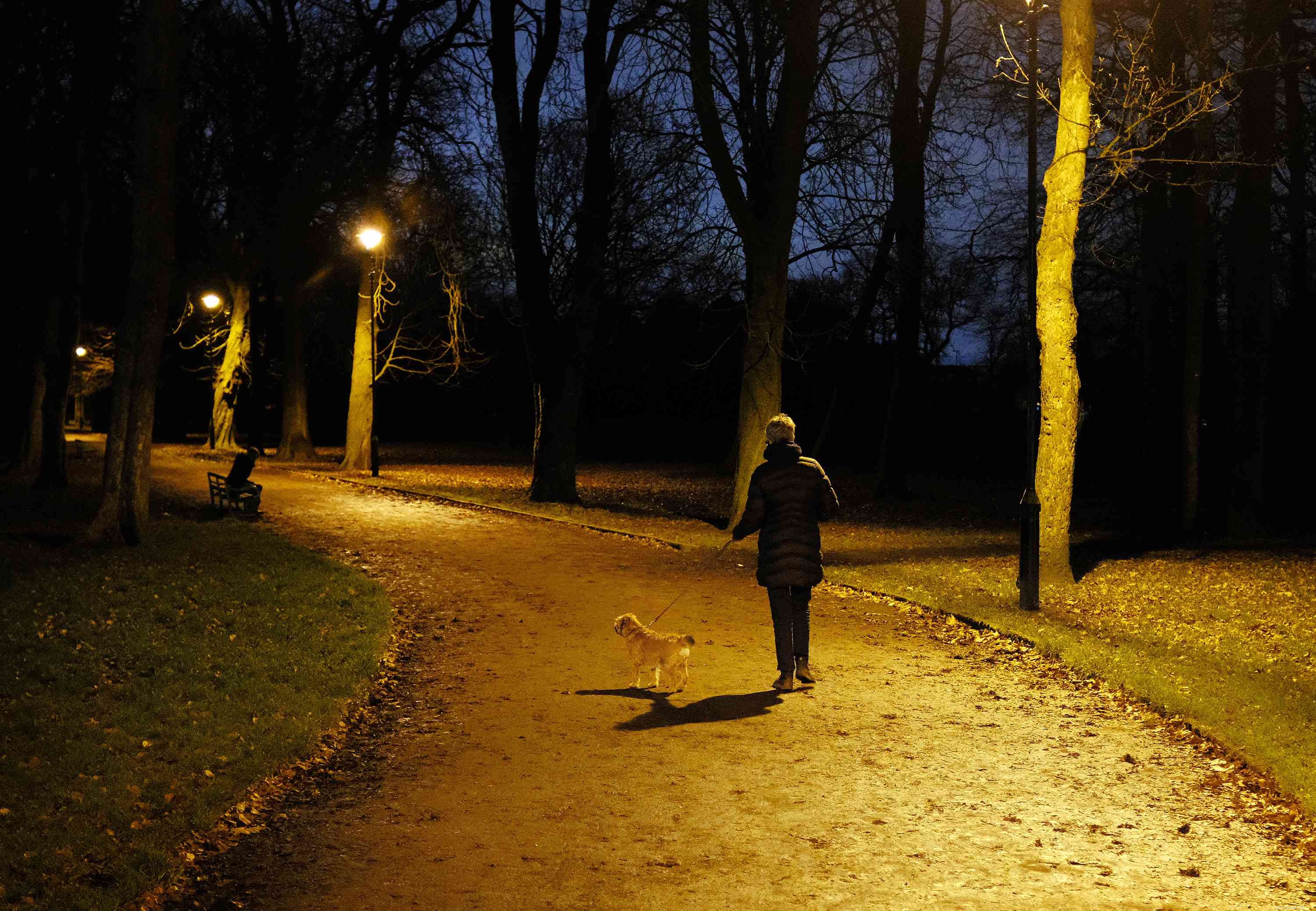 7 Proven Strategies to Keep Your Dog Safe on Winter Night Walks