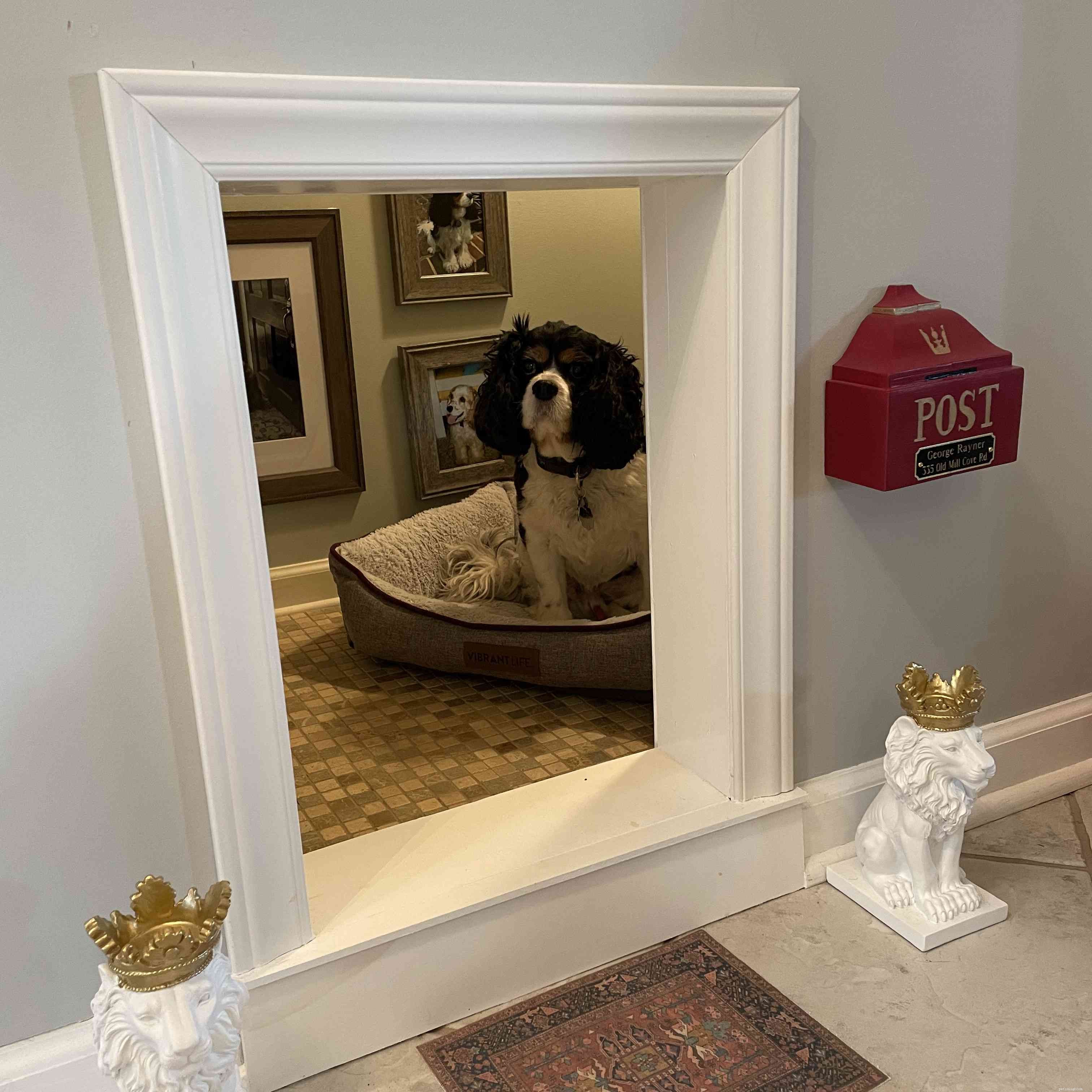 4 Proven Ways to Create a Pet-Friendly Home