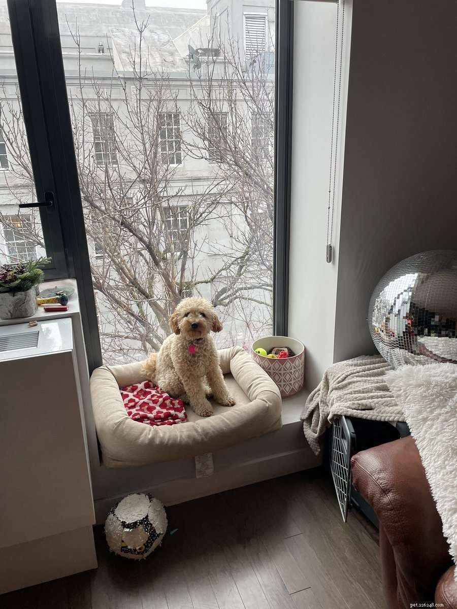 4 Proven Ways to Create a Pet-Friendly Home
