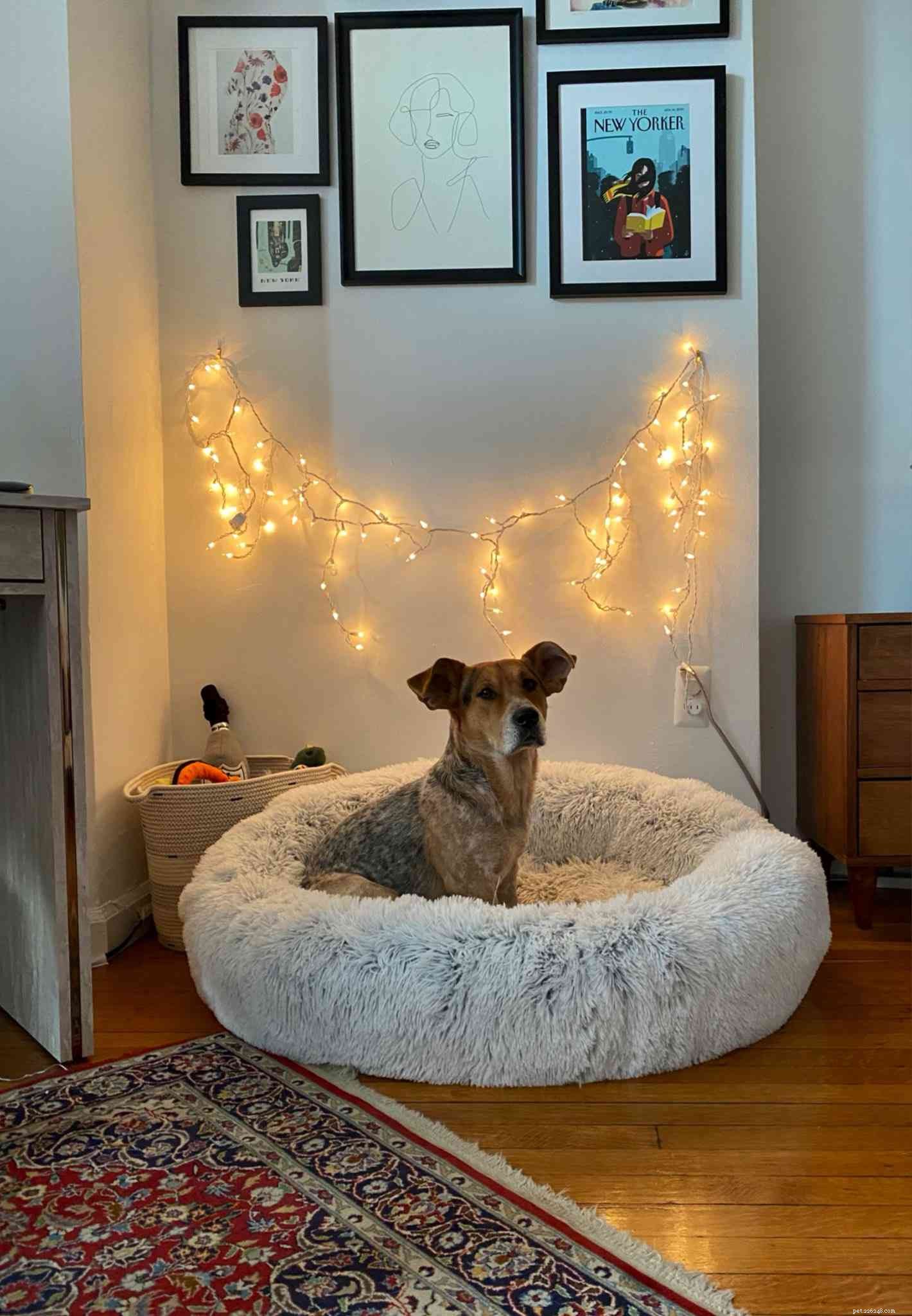 4 Proven Ways to Create a Pet-Friendly Home