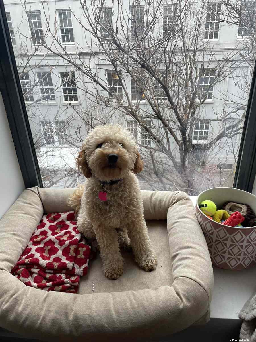 4 Proven Ways to Create a Pet-Friendly Home