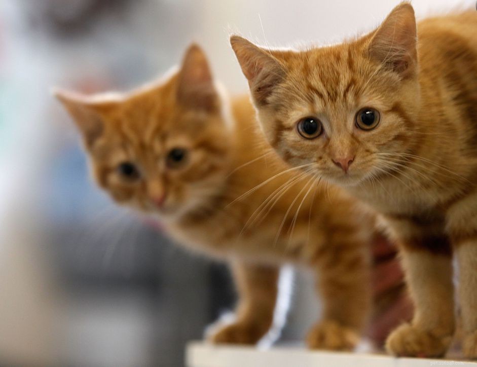 Roundworms in Cats: Symptoms, Causes, Treatment & Prevention