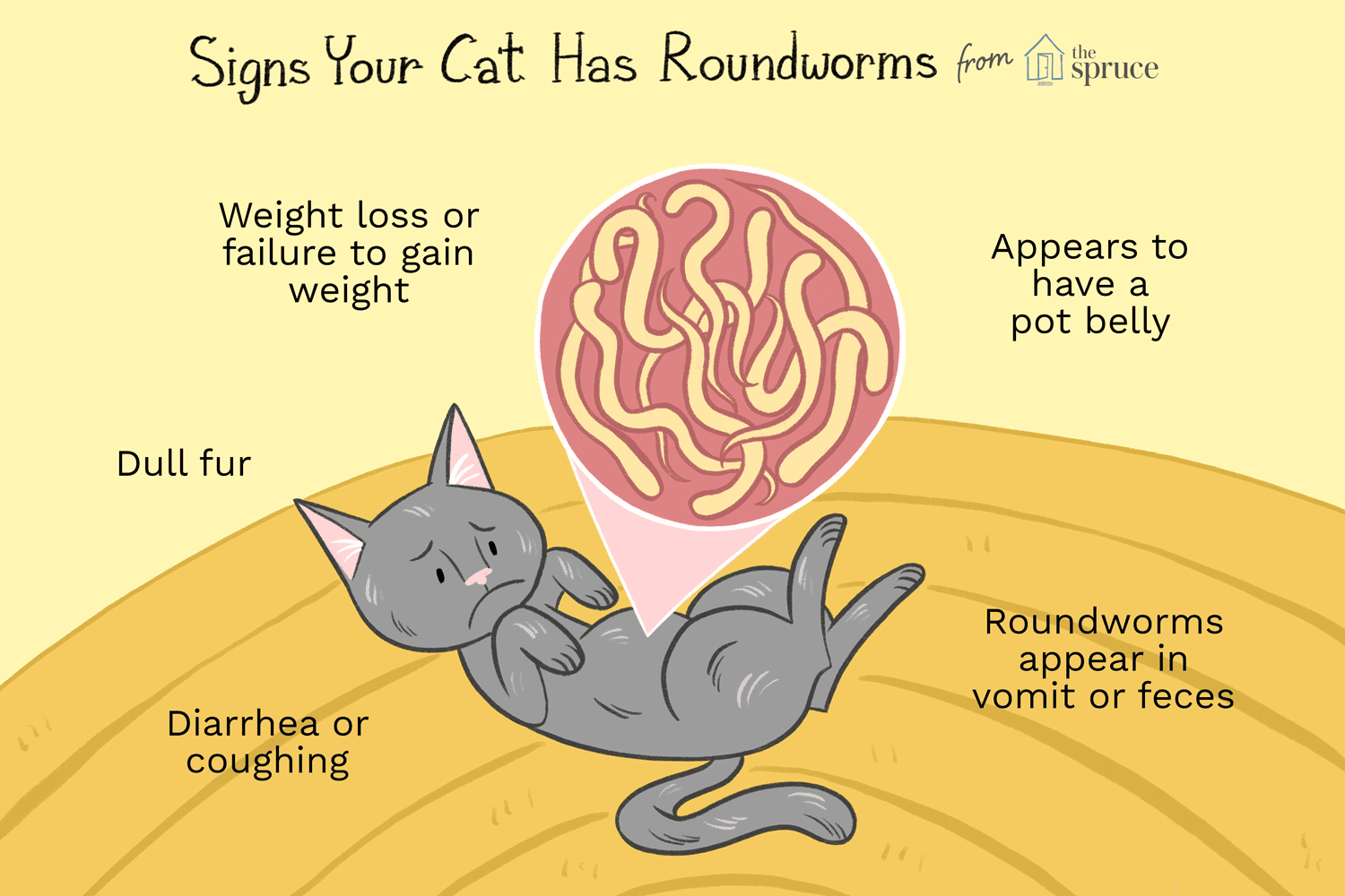Roundworms in Cats: Symptoms, Causes, Treatment & Prevention