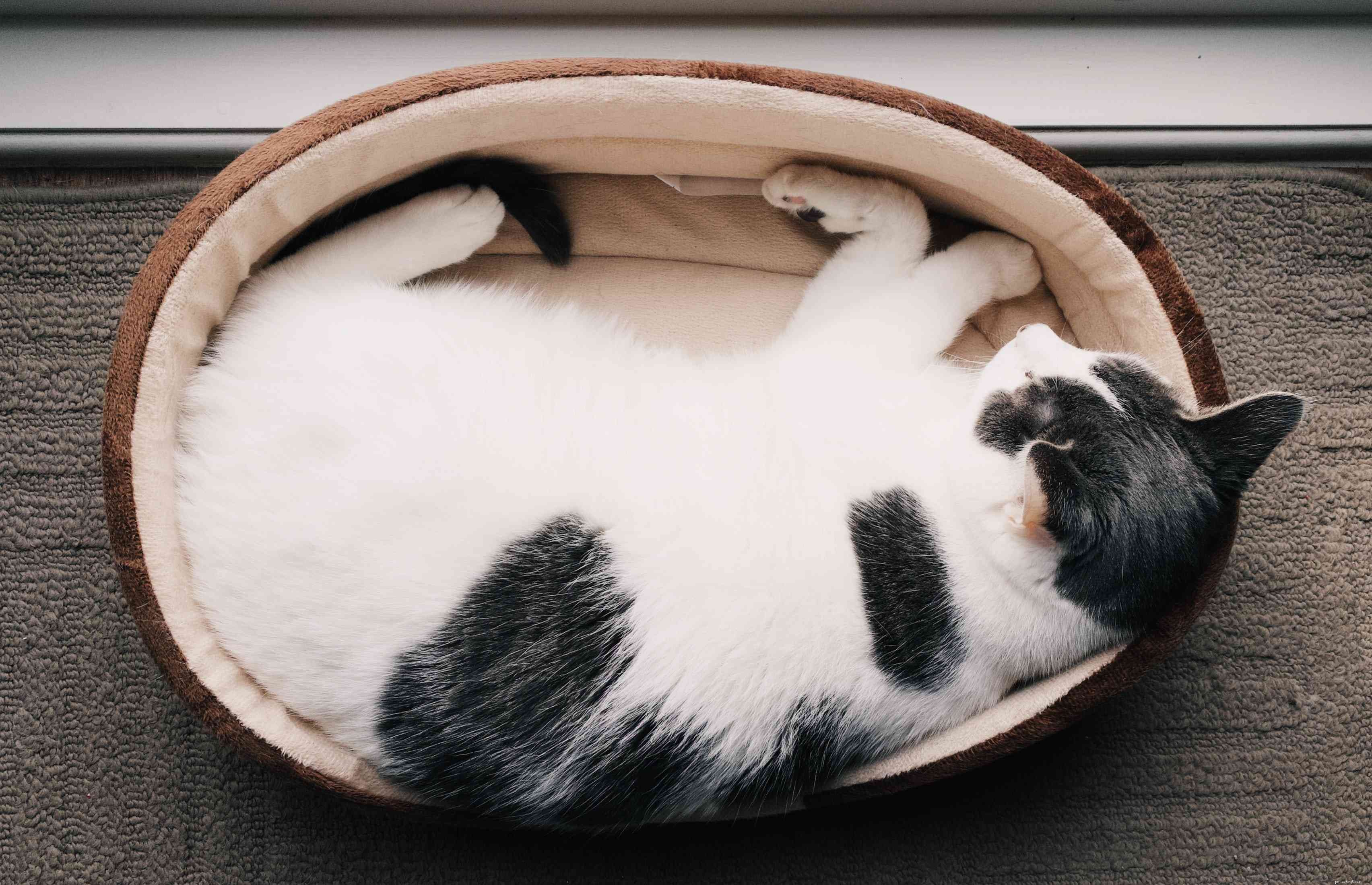 10 Compelling Reasons Cats Outshine Dogs as Ideal Pets