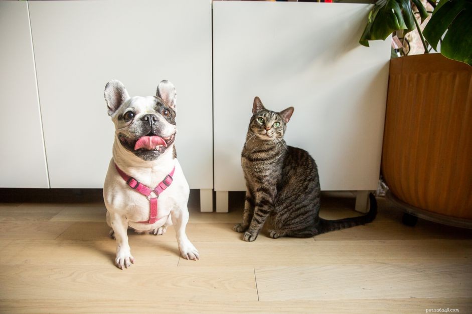 10 Compelling Reasons Cats Outshine Dogs as Ideal Pets
