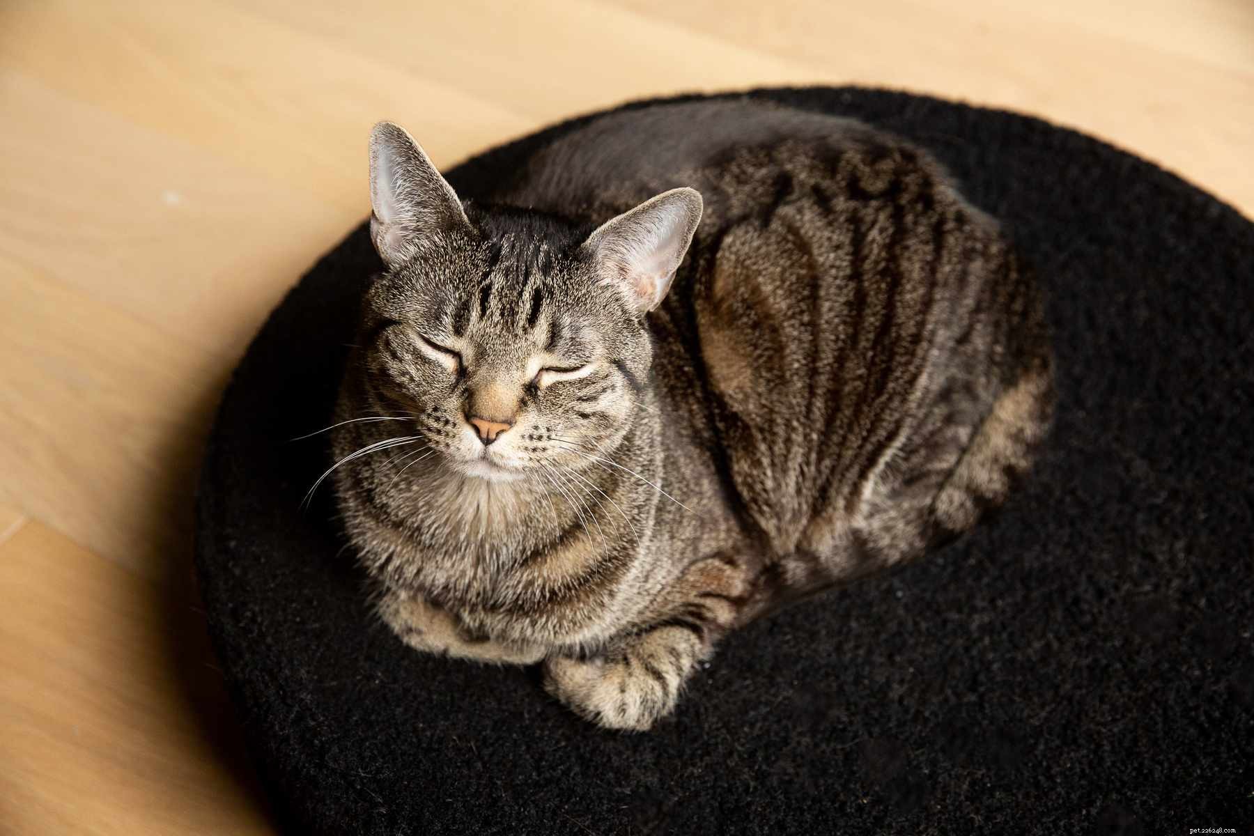 10 Compelling Reasons Cats Outshine Dogs as Ideal Pets