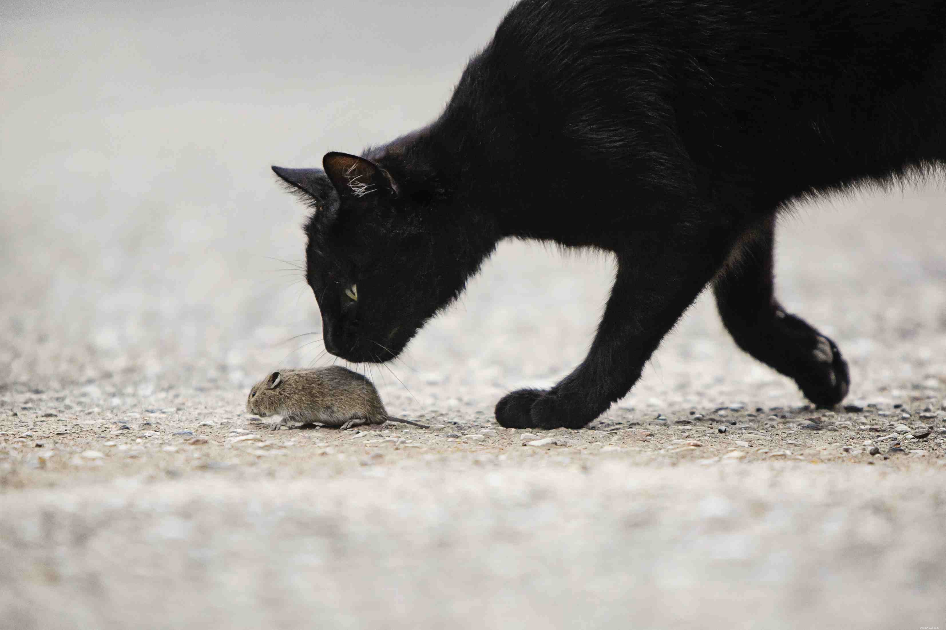 10 Compelling Reasons Cats Outshine Dogs as Ideal Pets
