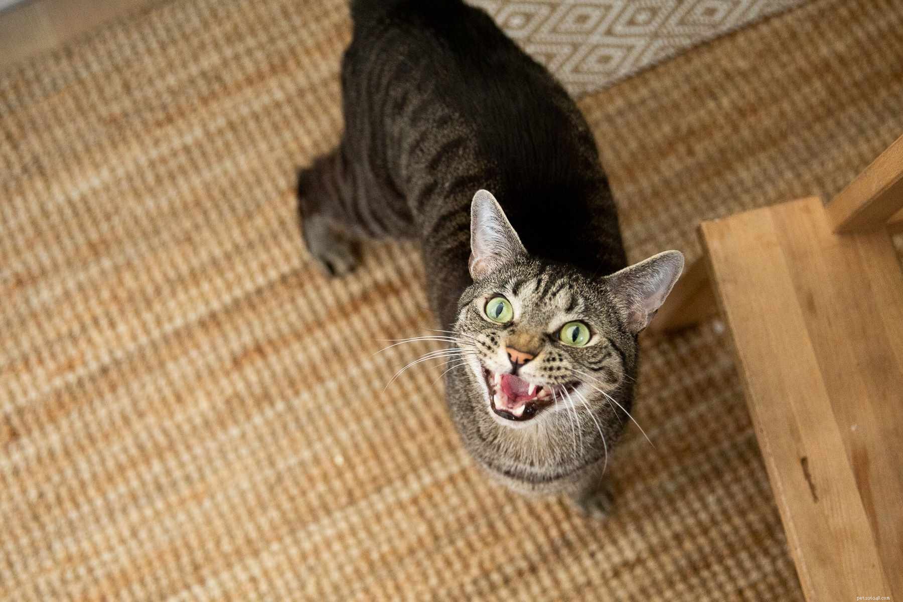 10 Compelling Reasons Cats Outshine Dogs as Ideal Pets
