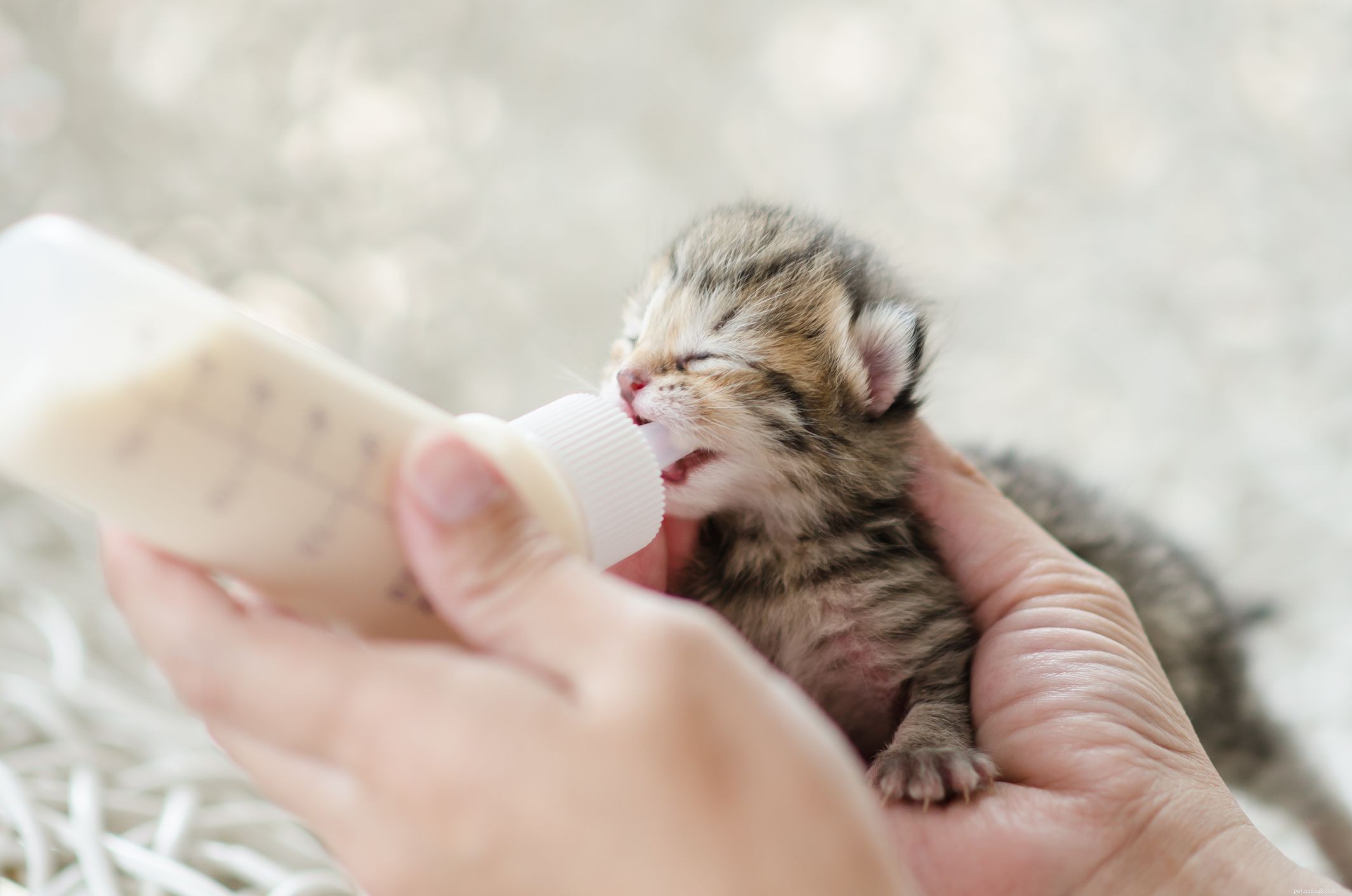 10 Compelling Reasons Cats Outshine Dogs as Ideal Pets