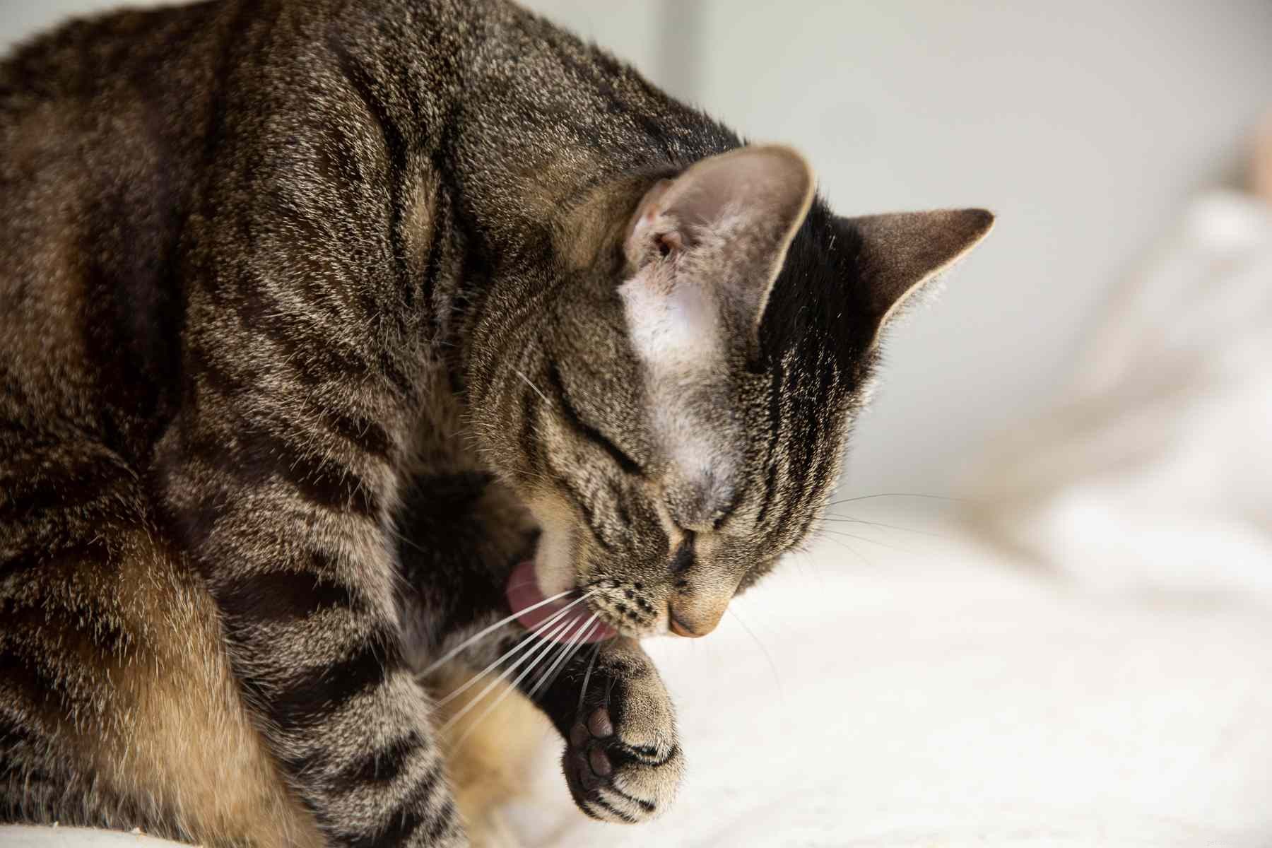 10 Compelling Reasons Cats Outshine Dogs as Ideal Pets