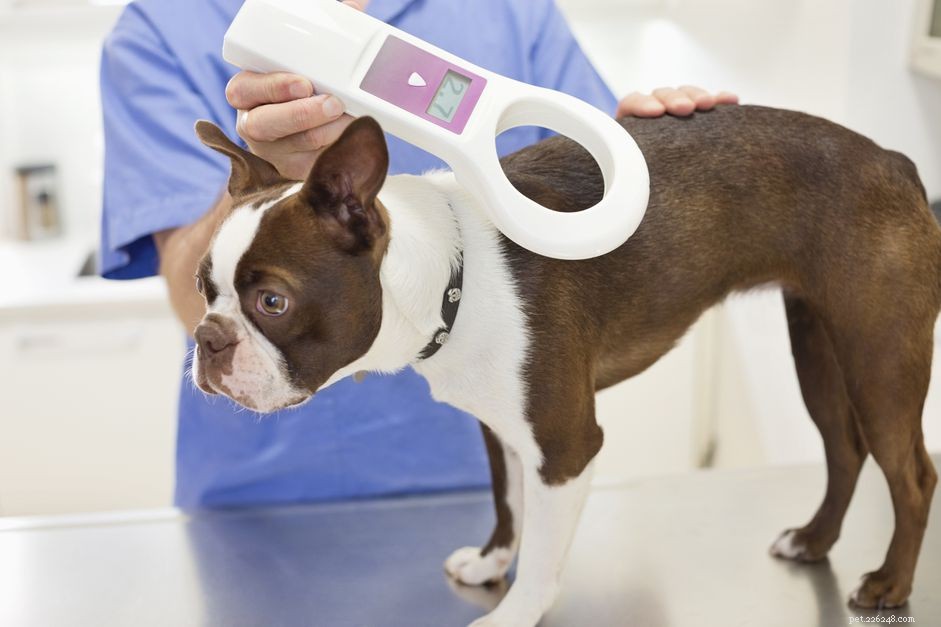 Microchipping Your Dog: Essential Information for Pet Safety and Peace of Mind
