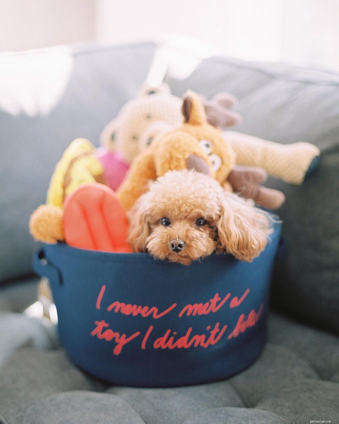 Celebrate Your Dog s Birthday: 10 Expert Tips for a Pawsitively Memorable Party