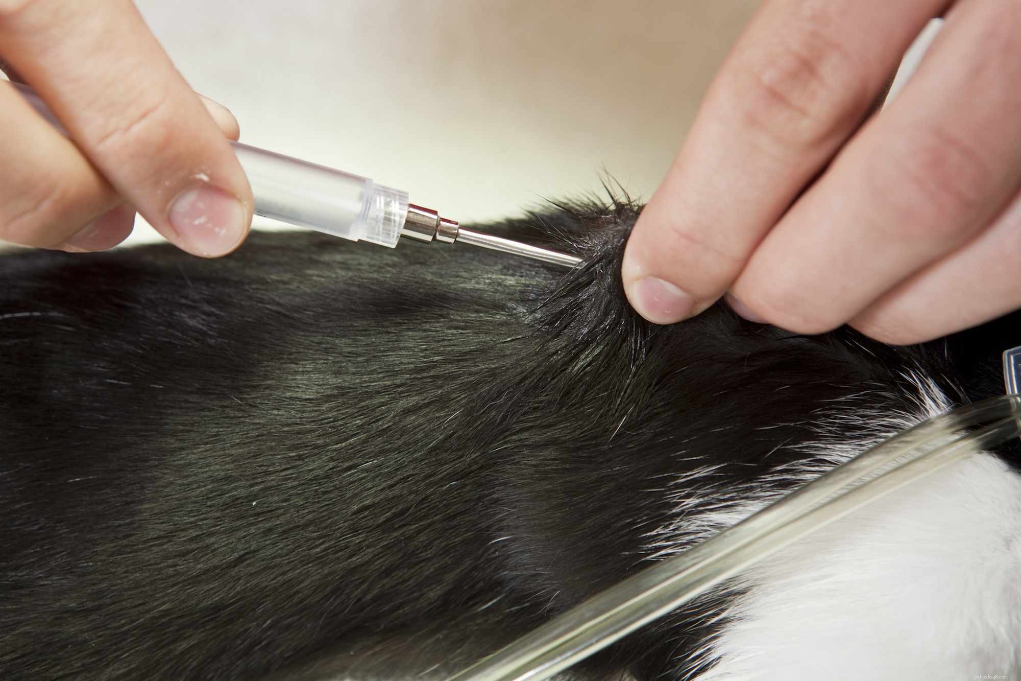 Microchipping Your Dog: Essential Information for Pet Safety and Peace of Mind