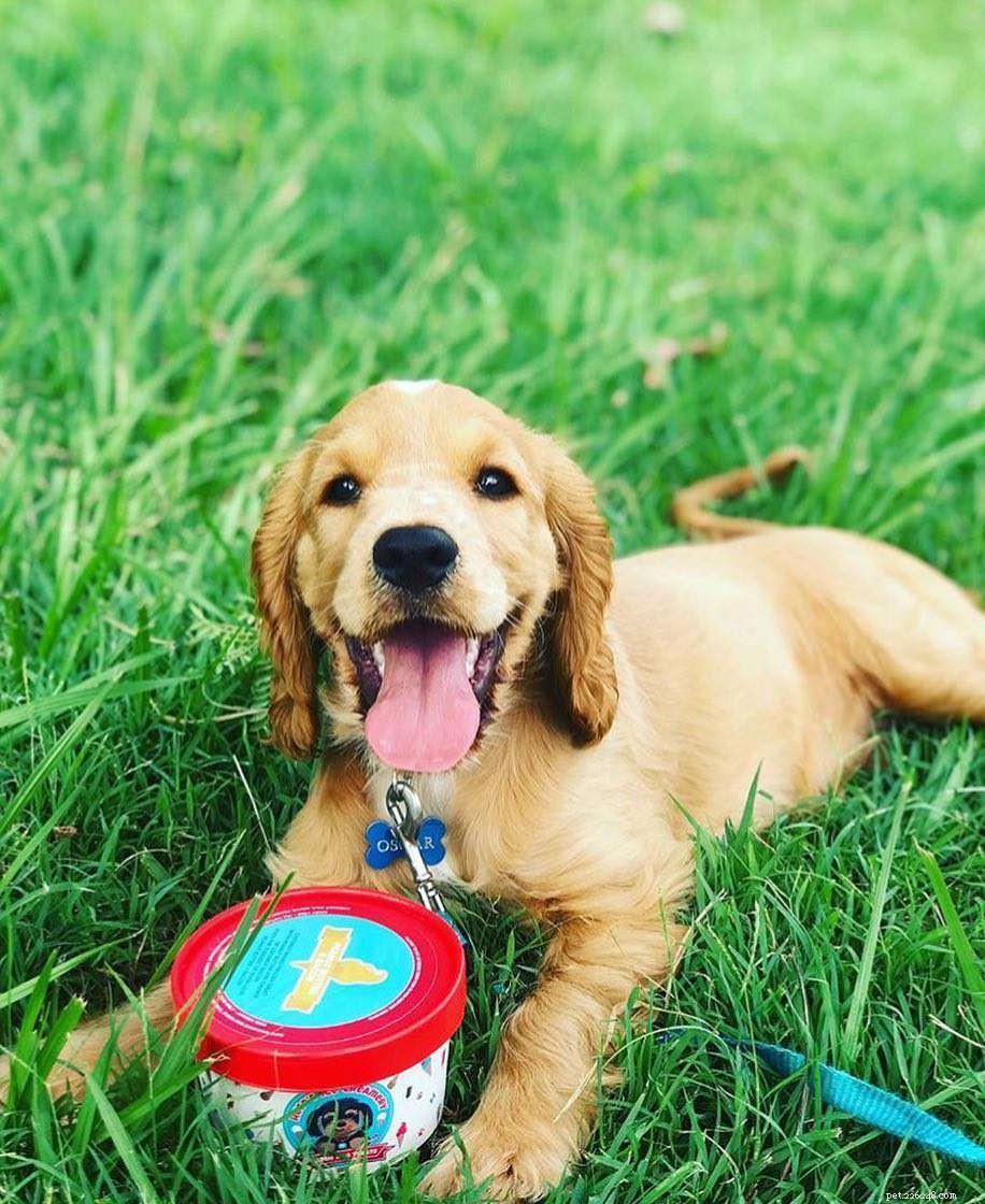Celebrate Your Dog s Birthday: 10 Expert Tips for a Pawsitively Memorable Party