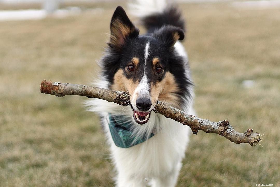 Celebrate Your Dog s Birthday: 10 Expert Tips for a Pawsitively Memorable Party