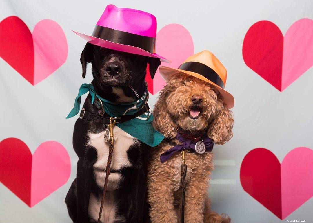 Celebrate Your Dog s Birthday: 10 Expert Tips for a Pawsitively Memorable Party