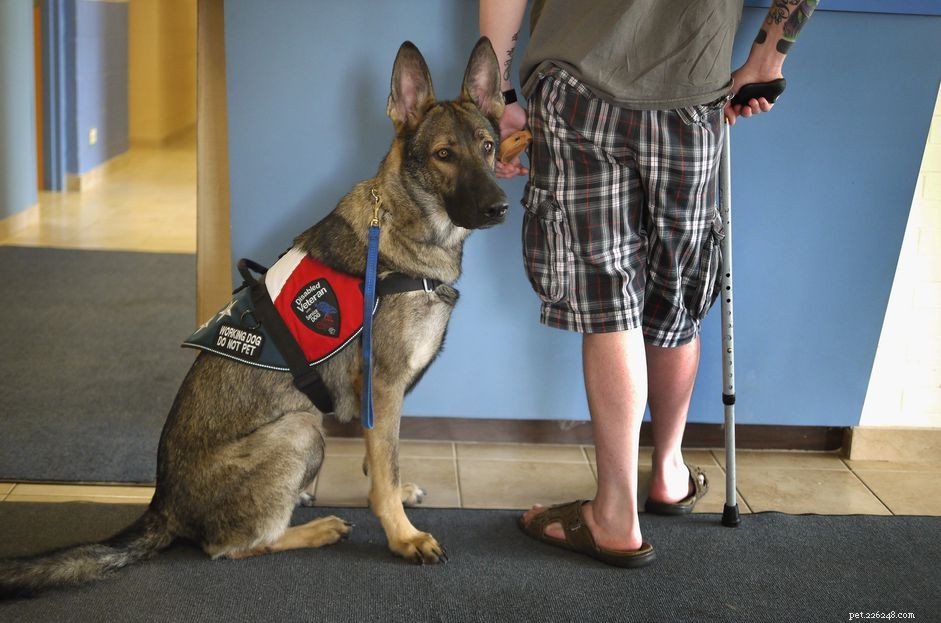 What Is a Service Dog? Key Facts About Service and Assistance Dogs