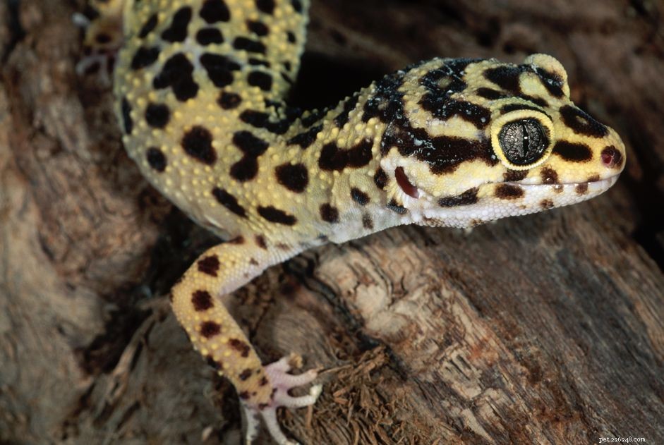 The Ultimate Guide to Caring for Pet Geckos