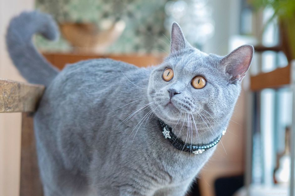 10 Cat Breeds with Stunning Blue‑Gray Coats