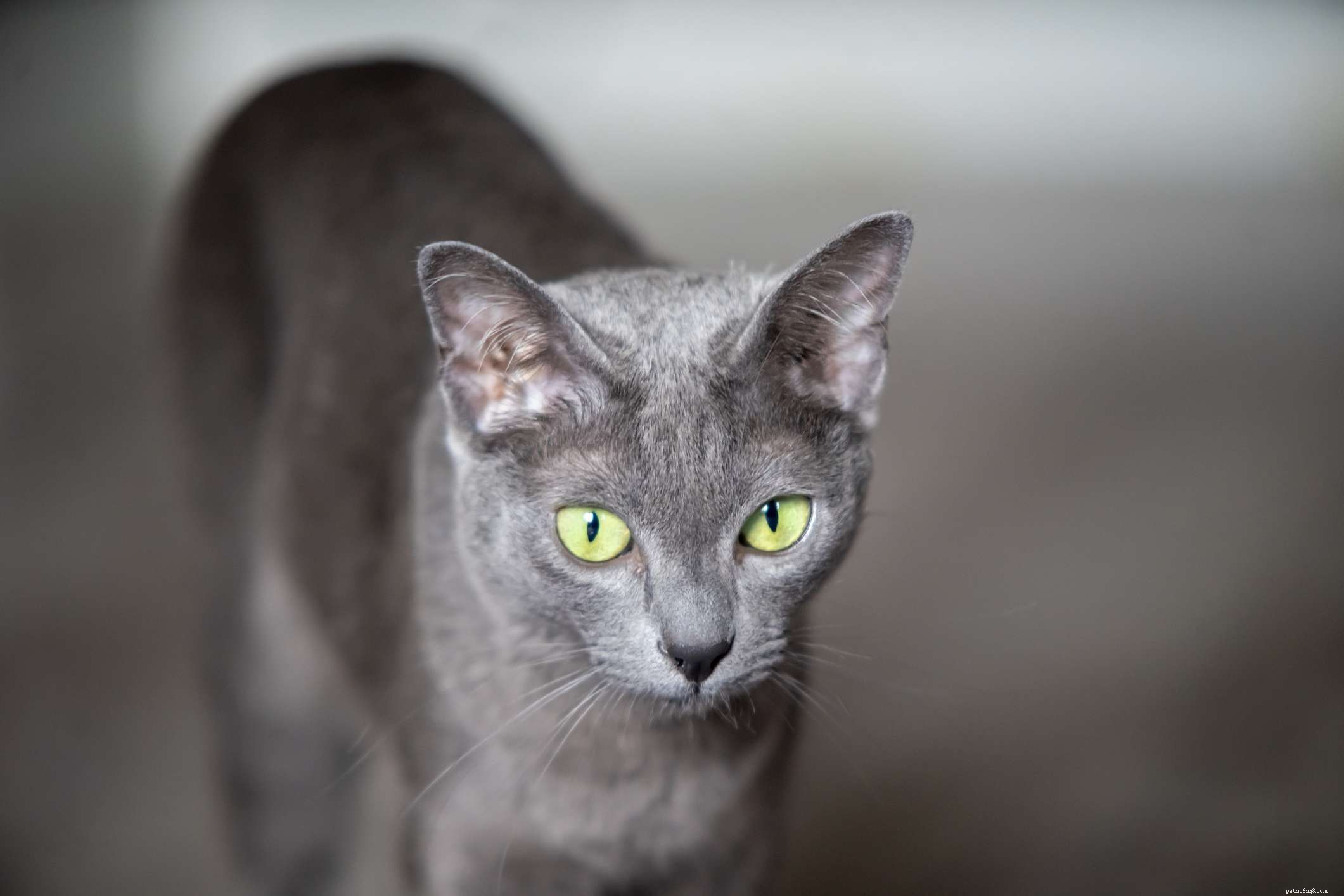 10 Cat Breeds with Stunning Blue‑Gray Coats