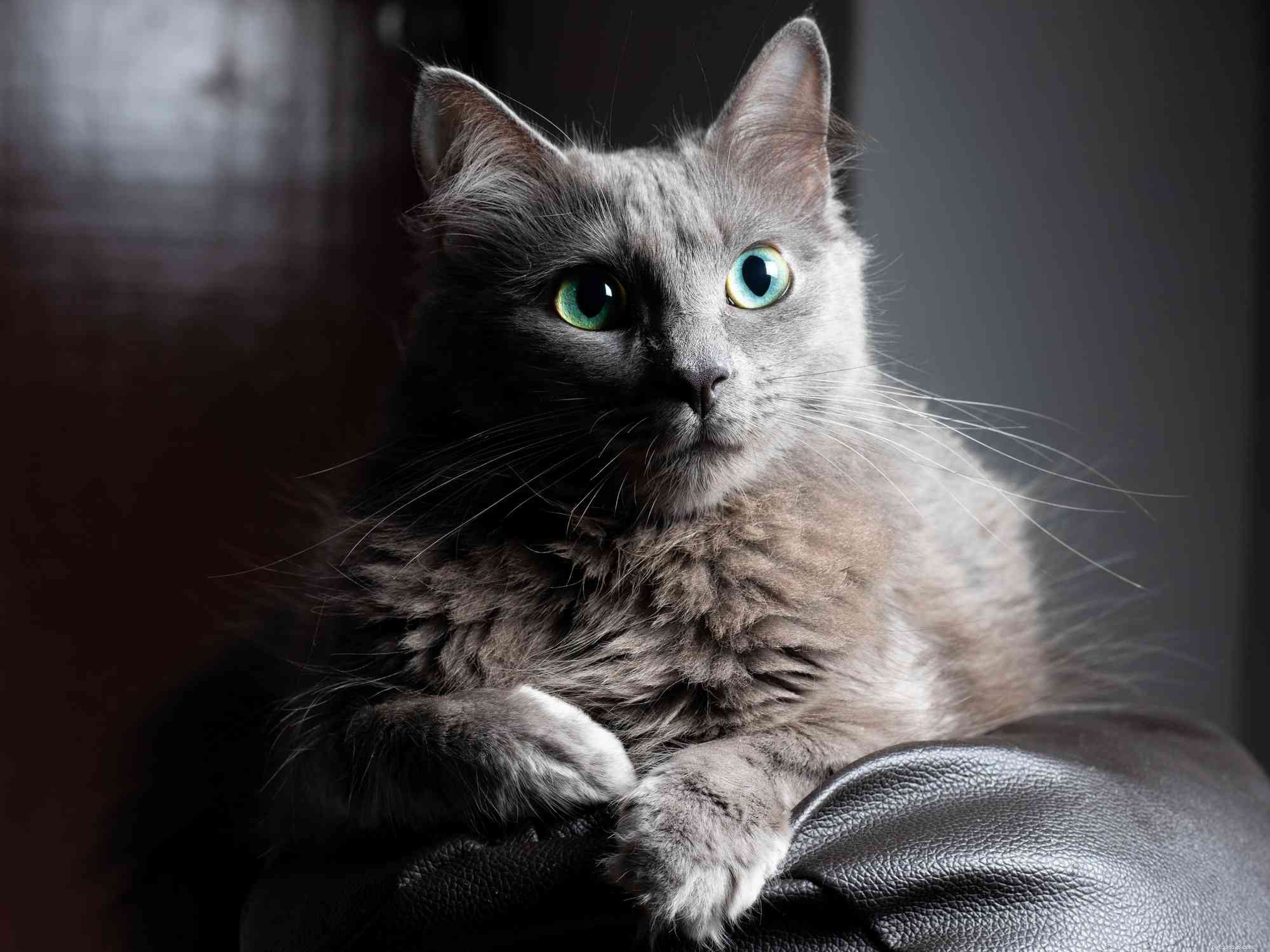 10 Cat Breeds with Stunning Blue‑Gray Coats