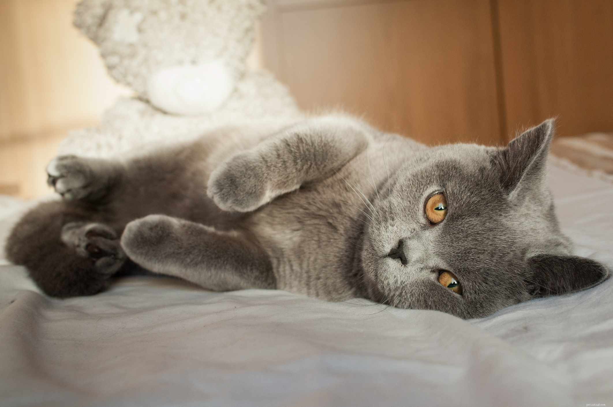 10 Cat Breeds with Stunning Blue‑Gray Coats