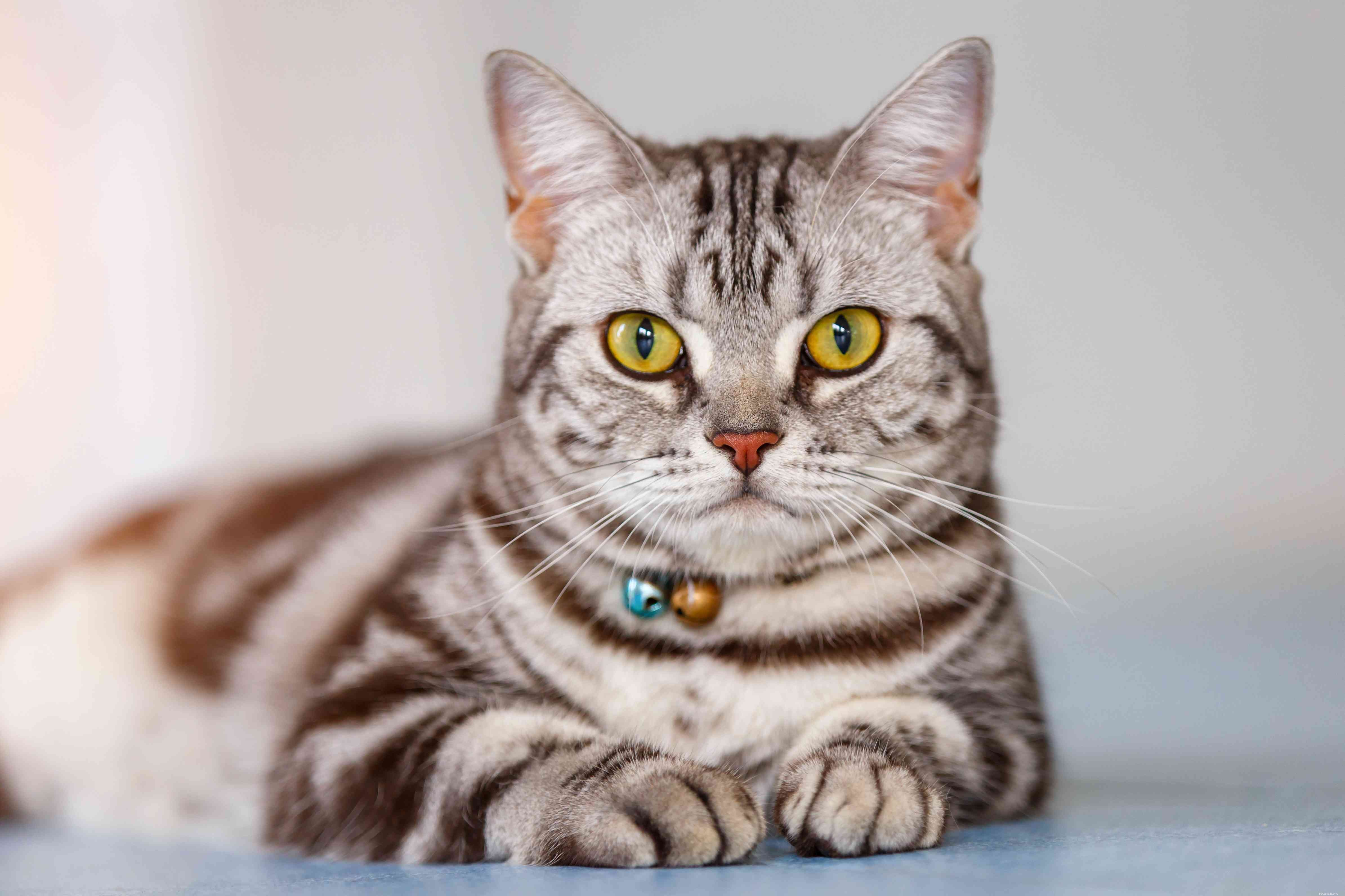 10 Cat Breeds with Stunning Blue‑Gray Coats