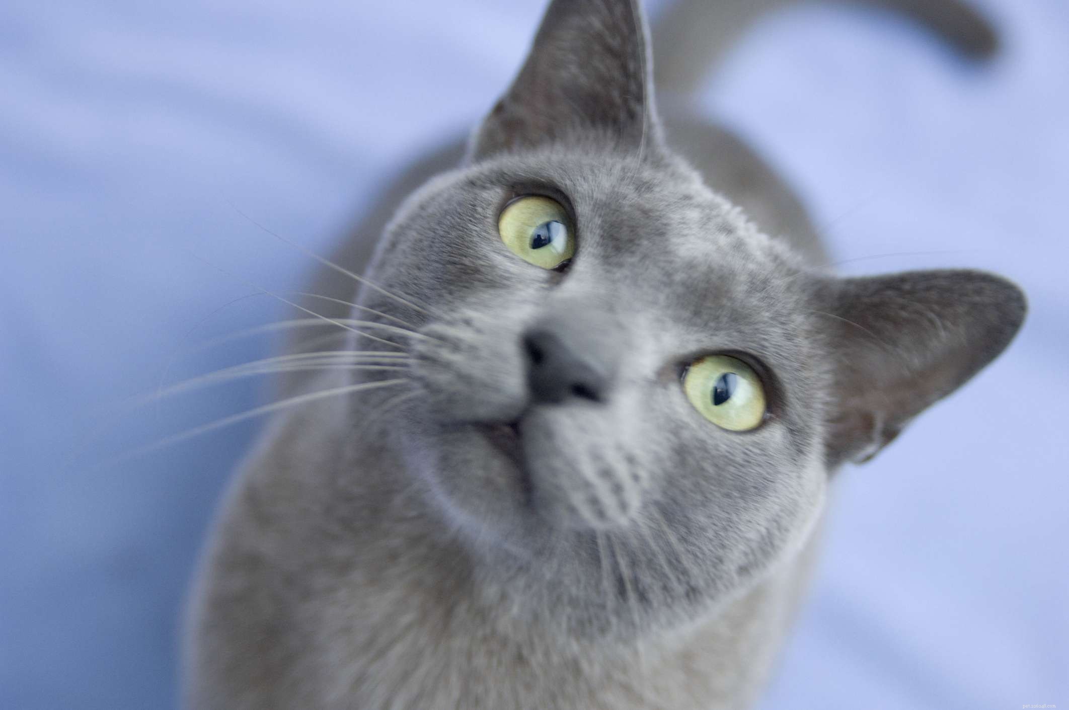 10 Cat Breeds with Stunning Blue‑Gray Coats
