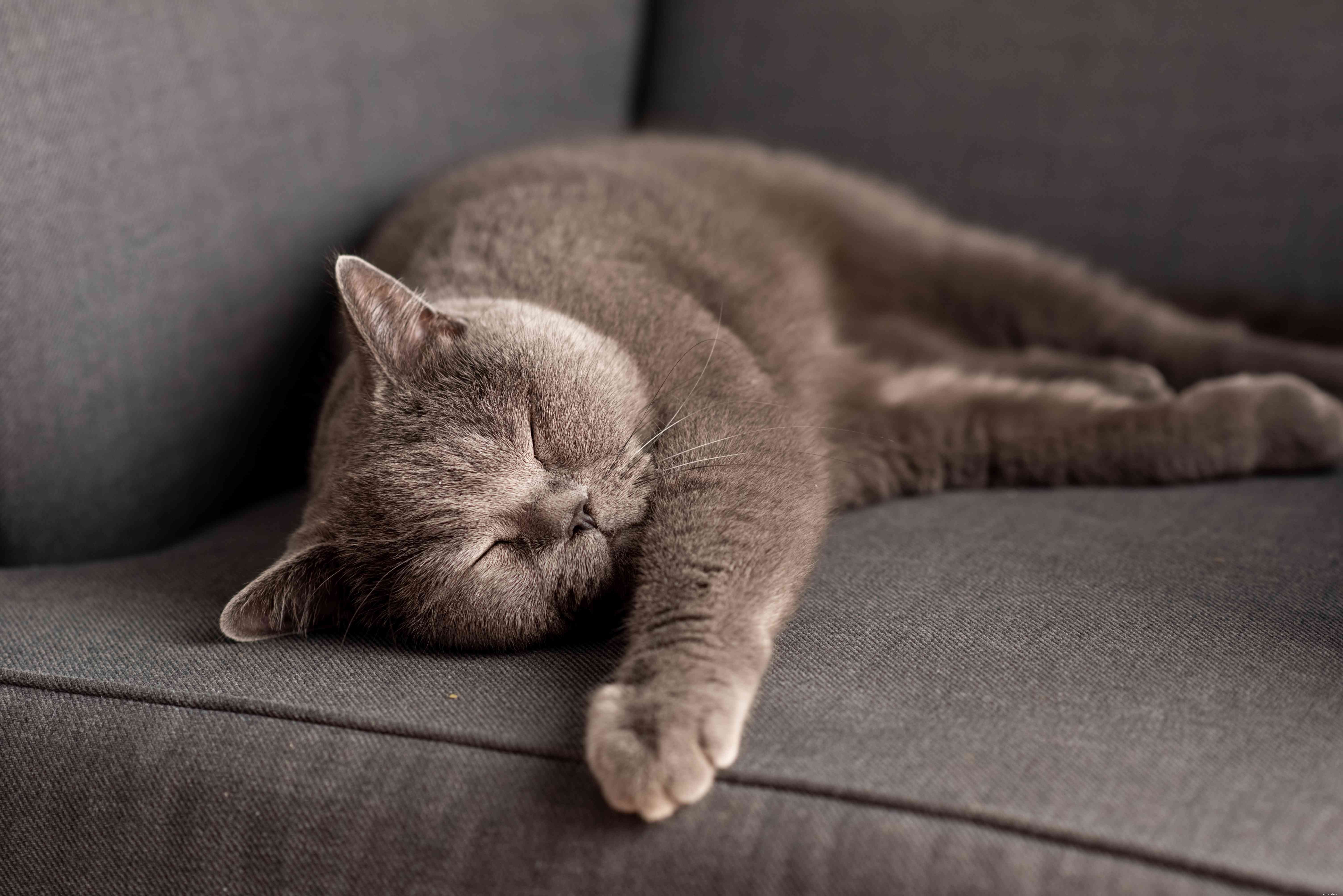 10 Cat Breeds with Stunning Blue‑Gray Coats