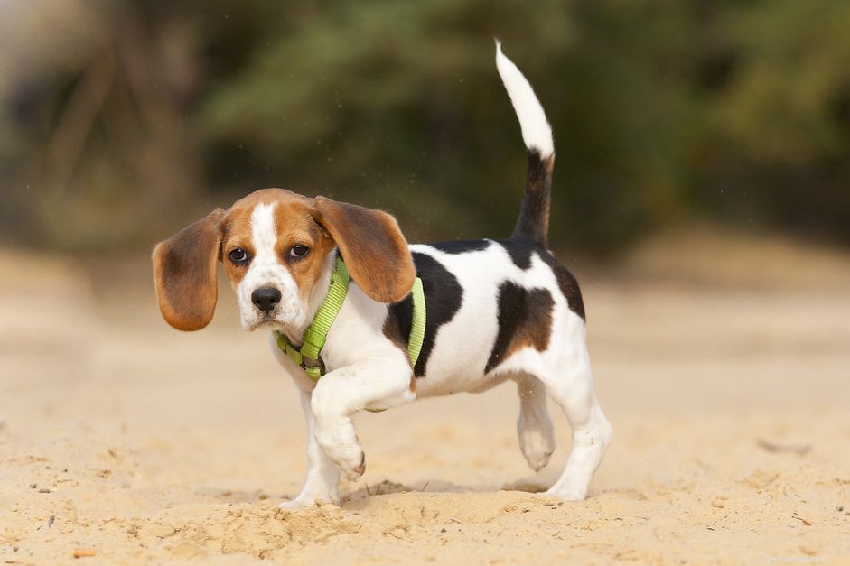 Understanding Dog Limping: Causes, Symptoms, and Effective Treatments