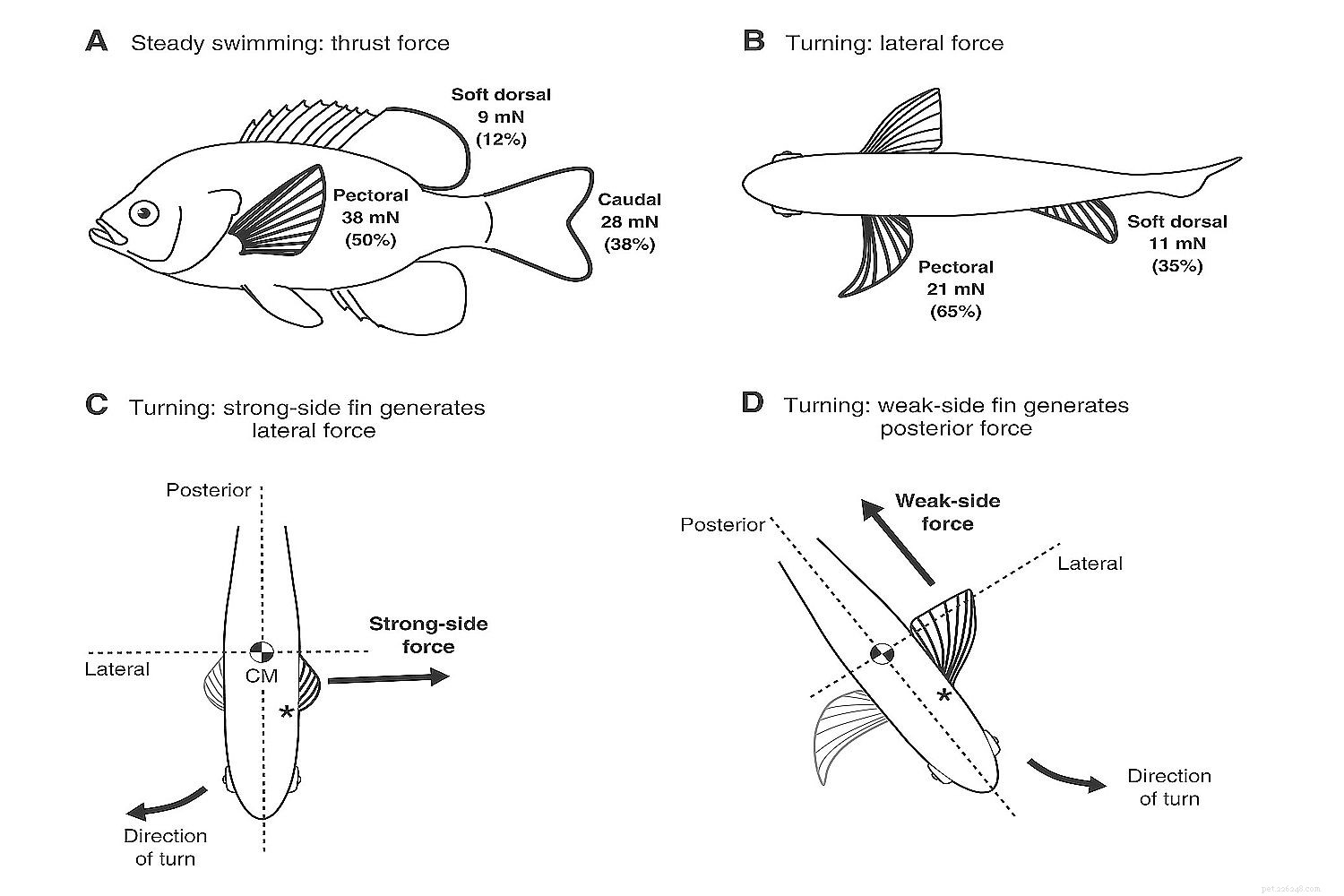 The Science of Fish: Swimming, Balancing, Oxygen Use, and Feeding