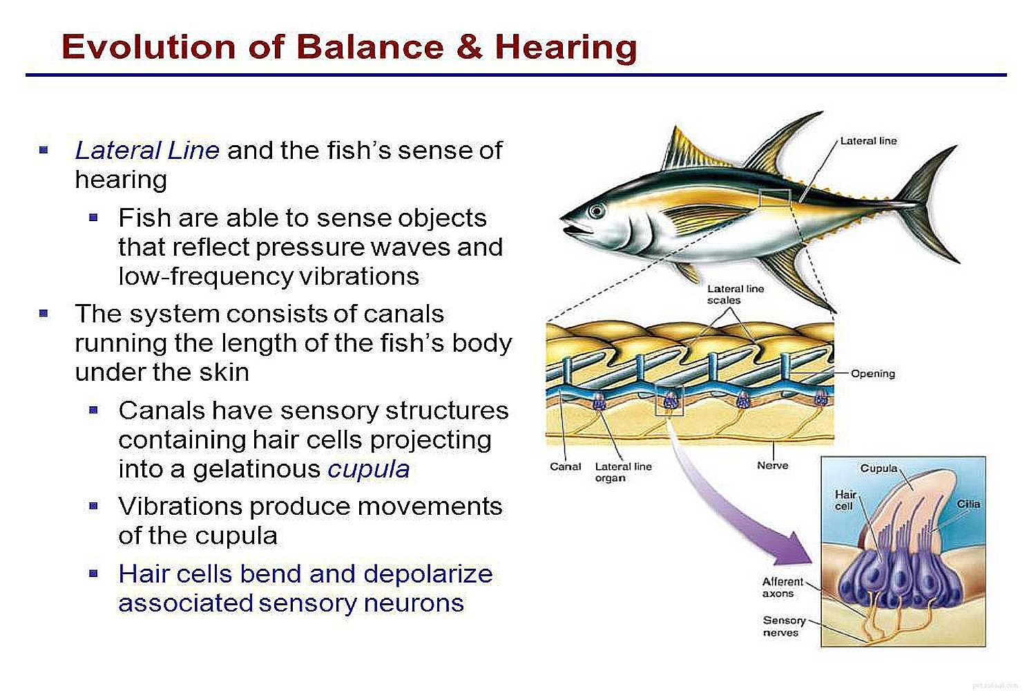 The Science of Fish: Swimming, Balancing, Oxygen Use, and Feeding